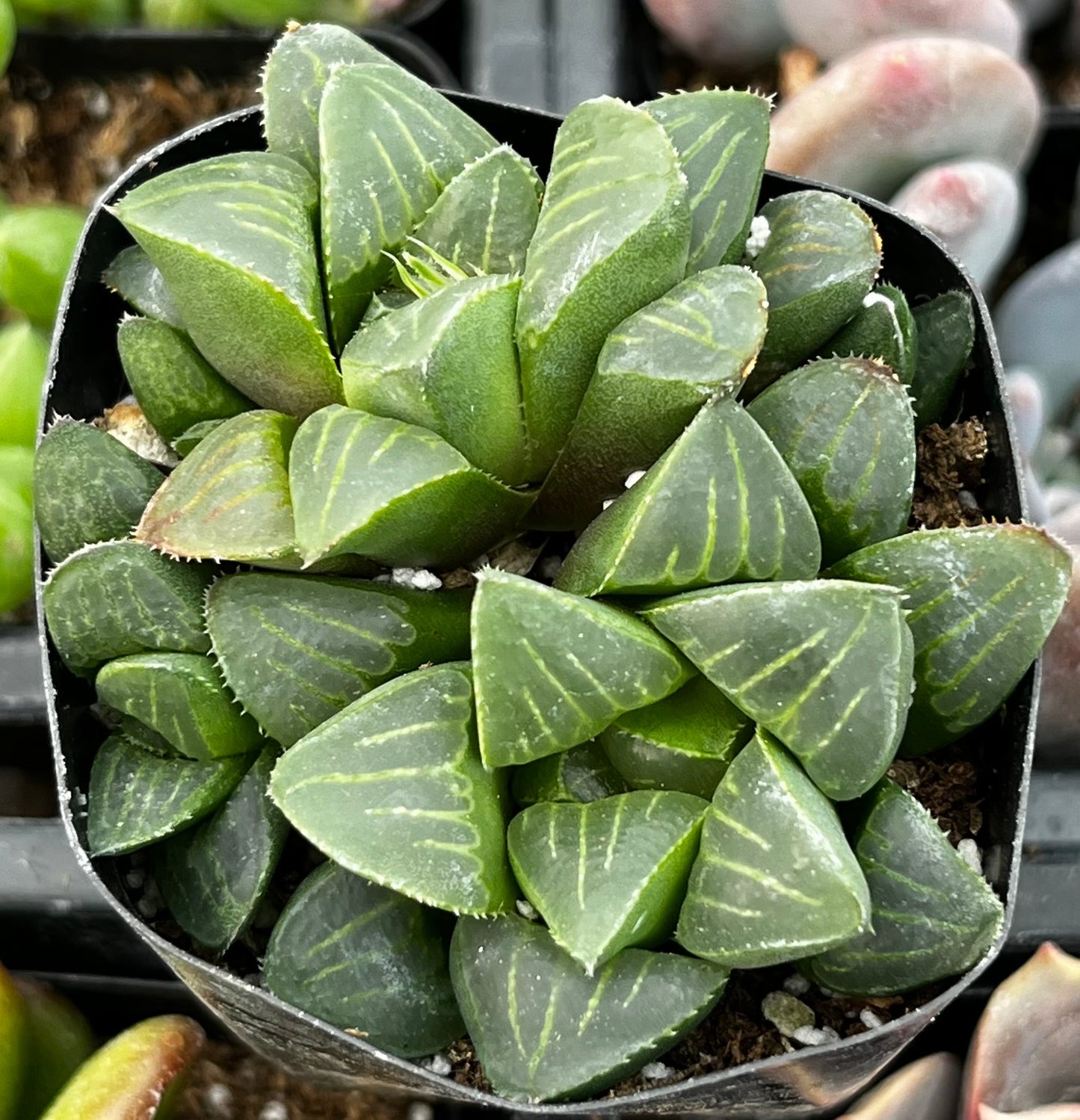 Haworthia Pygmaea