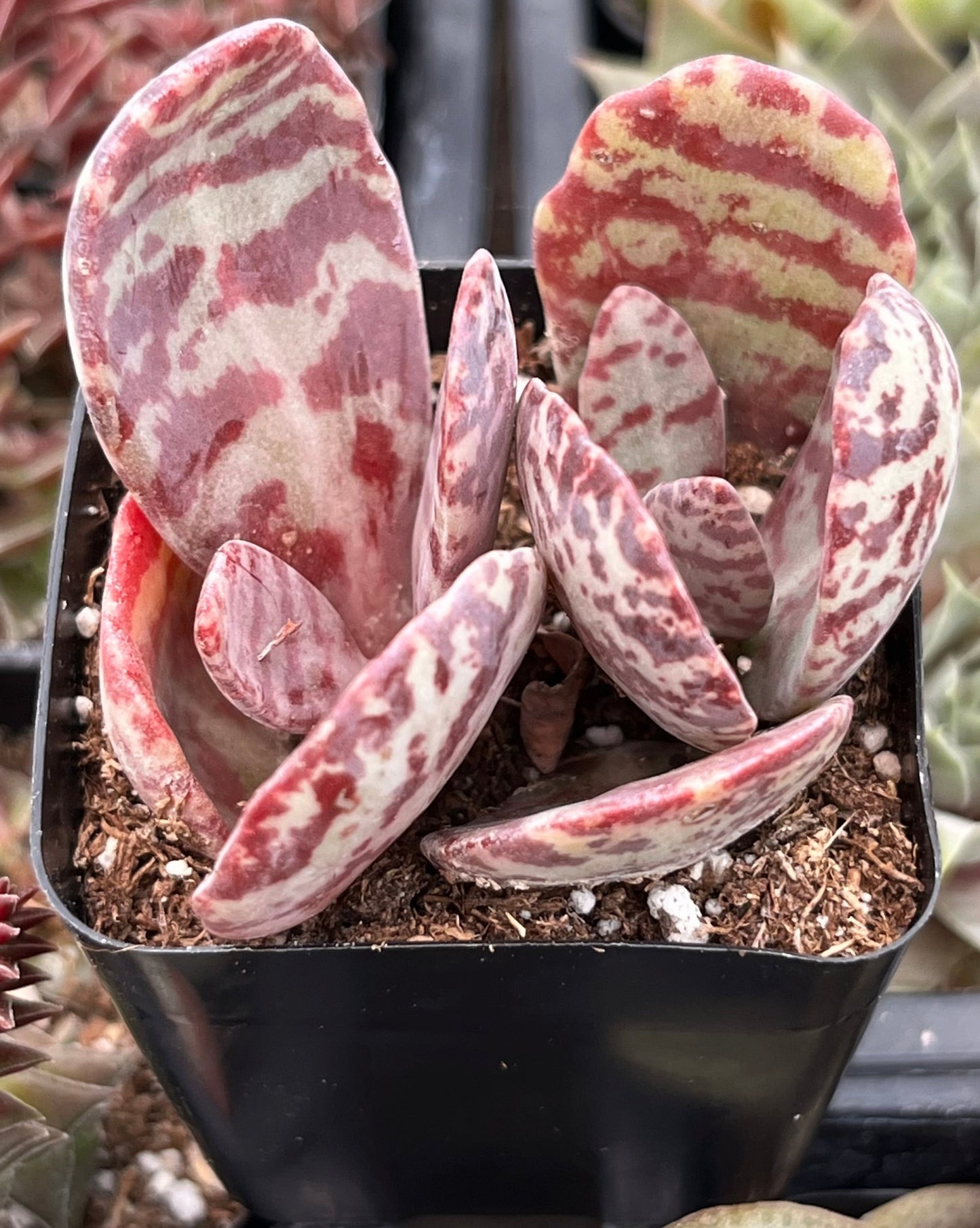 Kalanchoe Humilis Desert Surprise