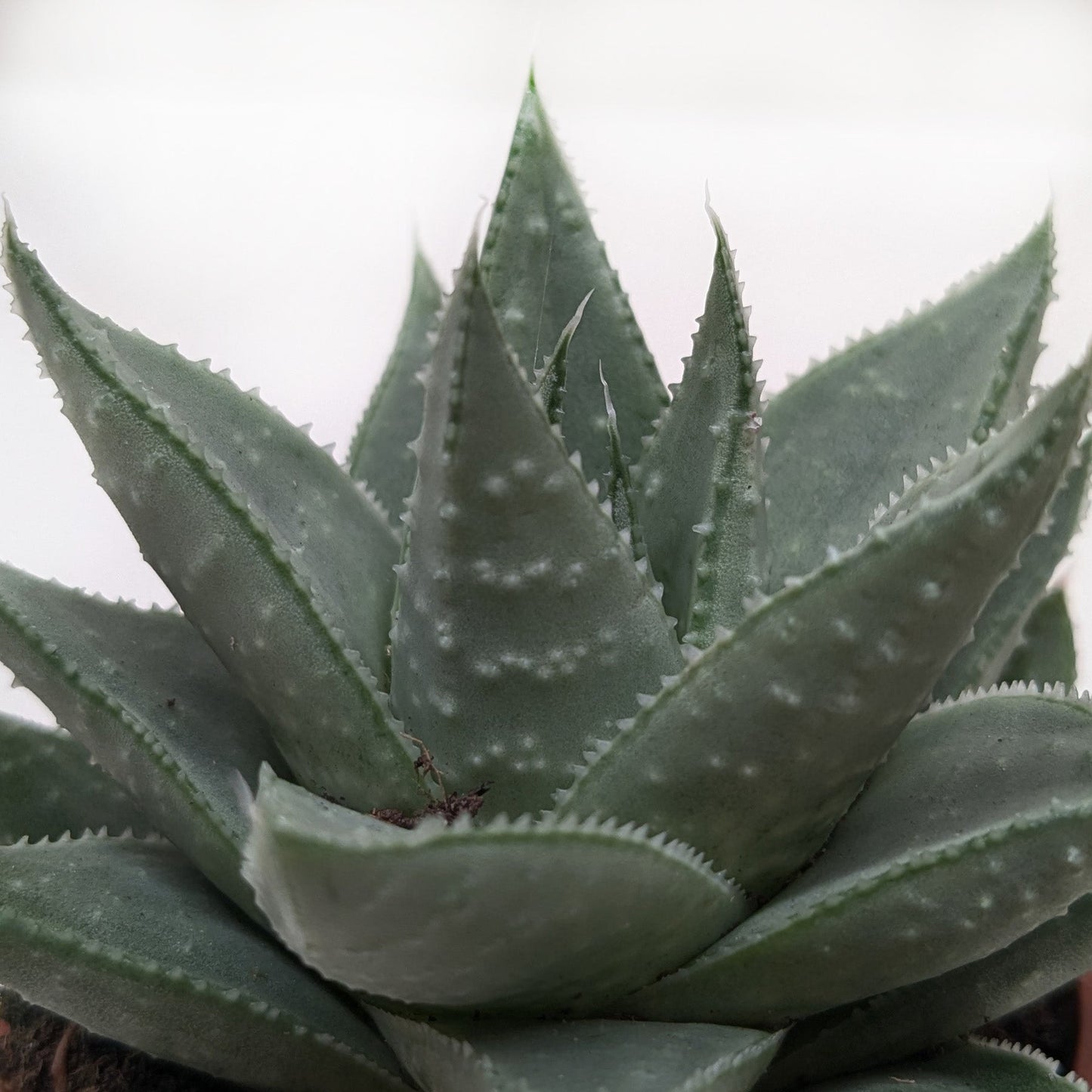 Succulent Haworthia Savanna