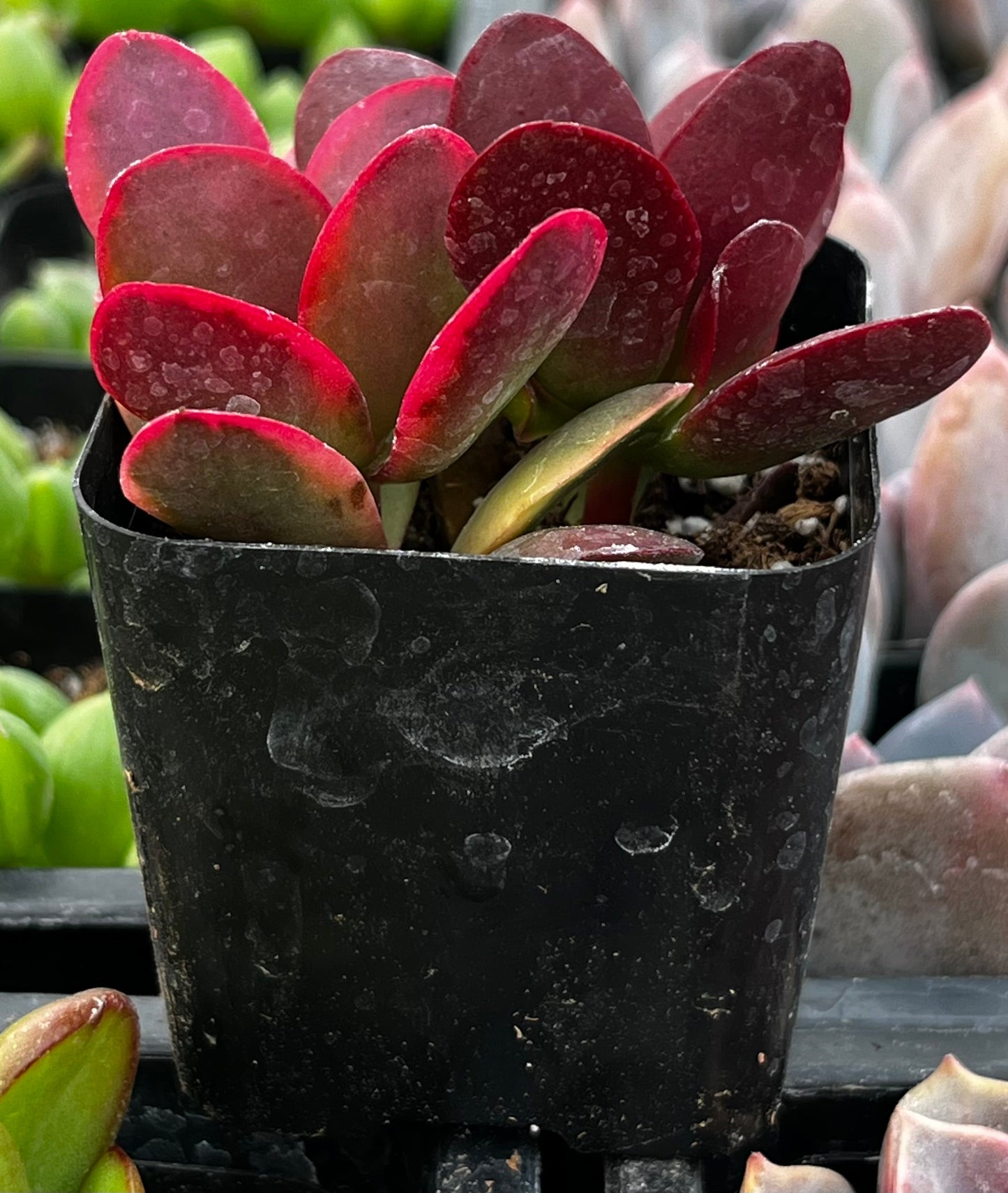 Crassula Red Jade