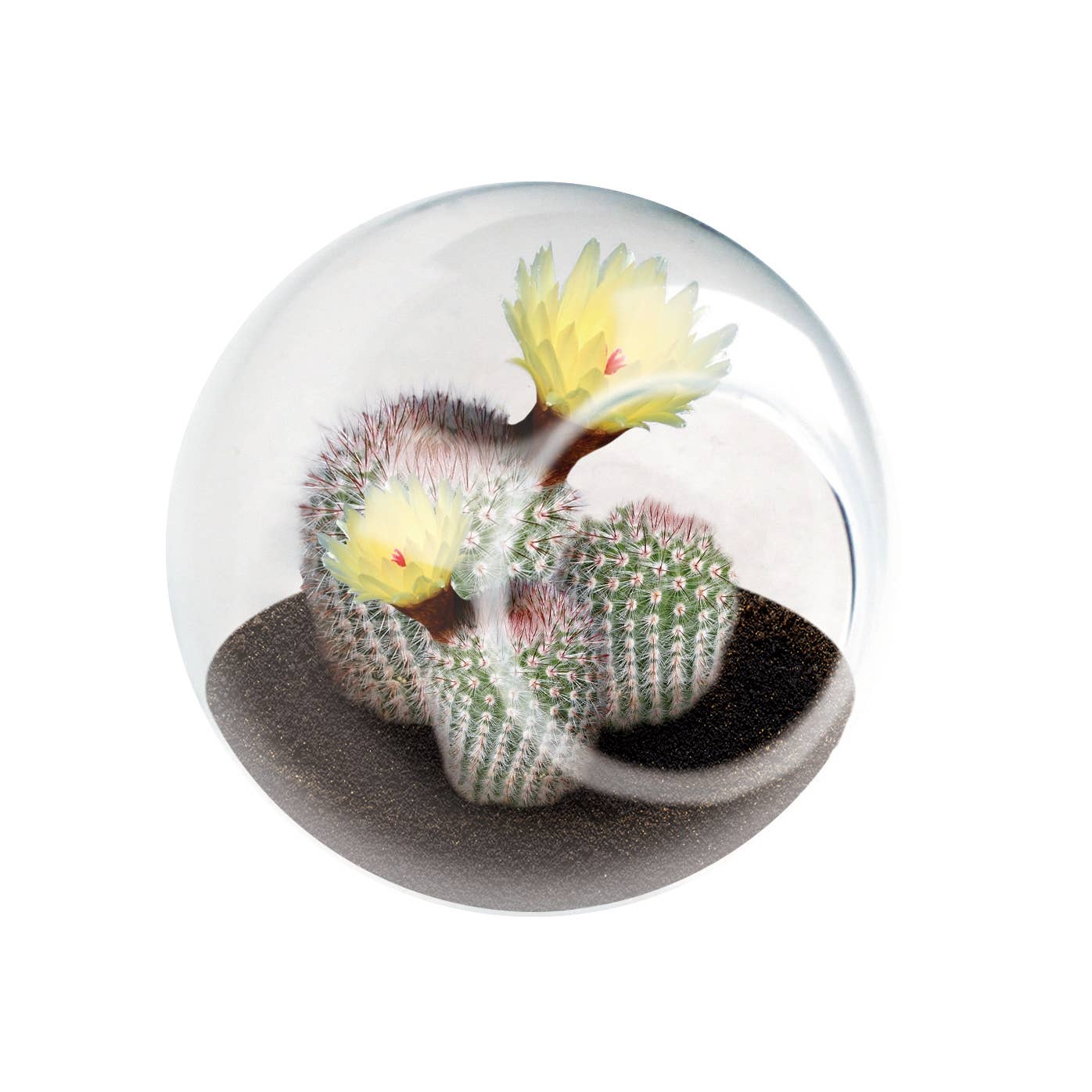 Tiny Terrarium Cactus Counter Display with 3 Varieties