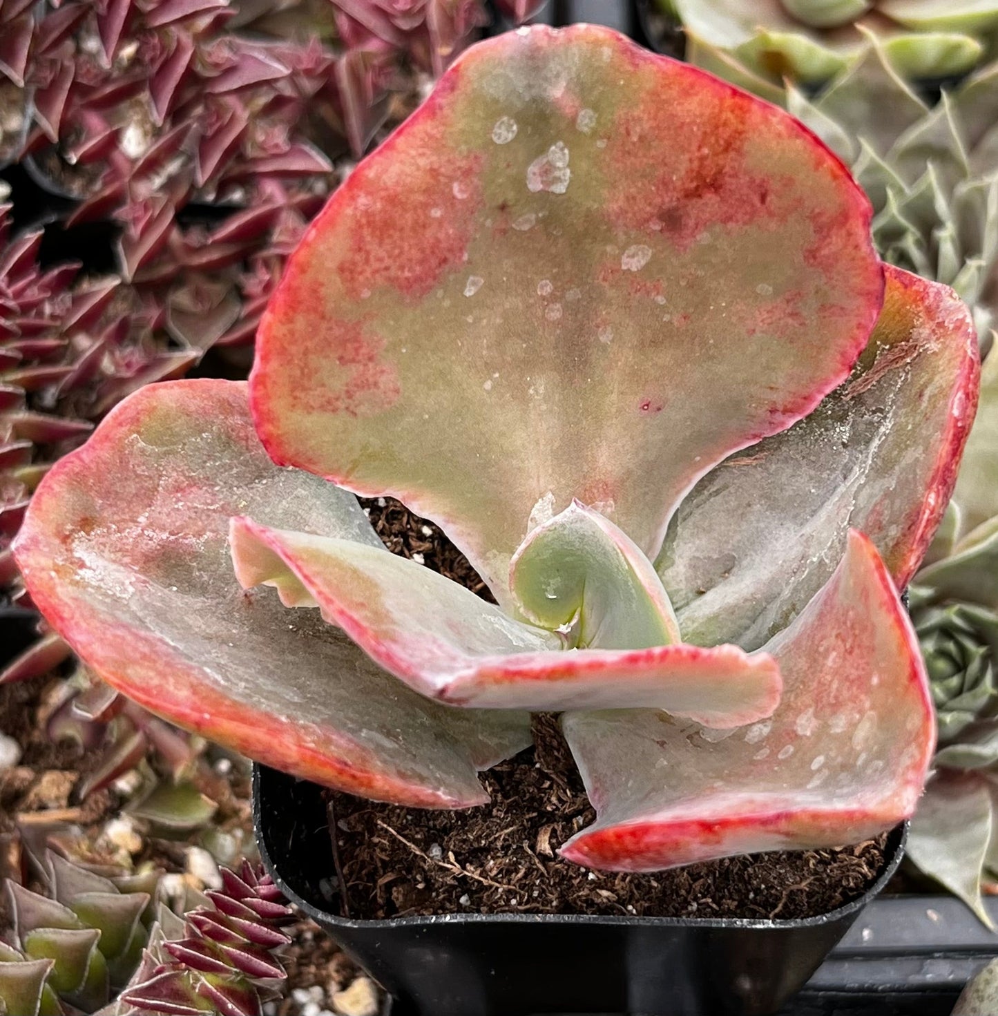 Echeveria Pink Ruffle