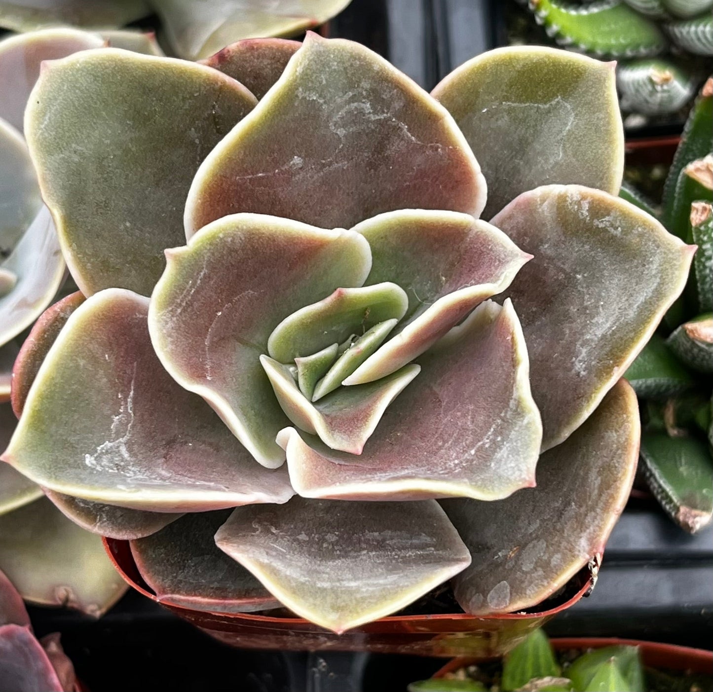 Echeveria Fireglow