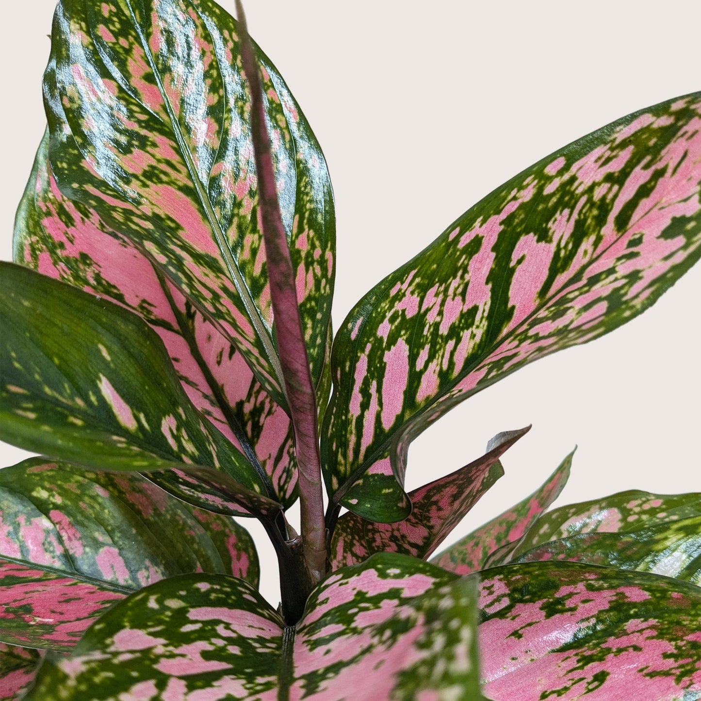 Chinese Evergreen 'Wishes'