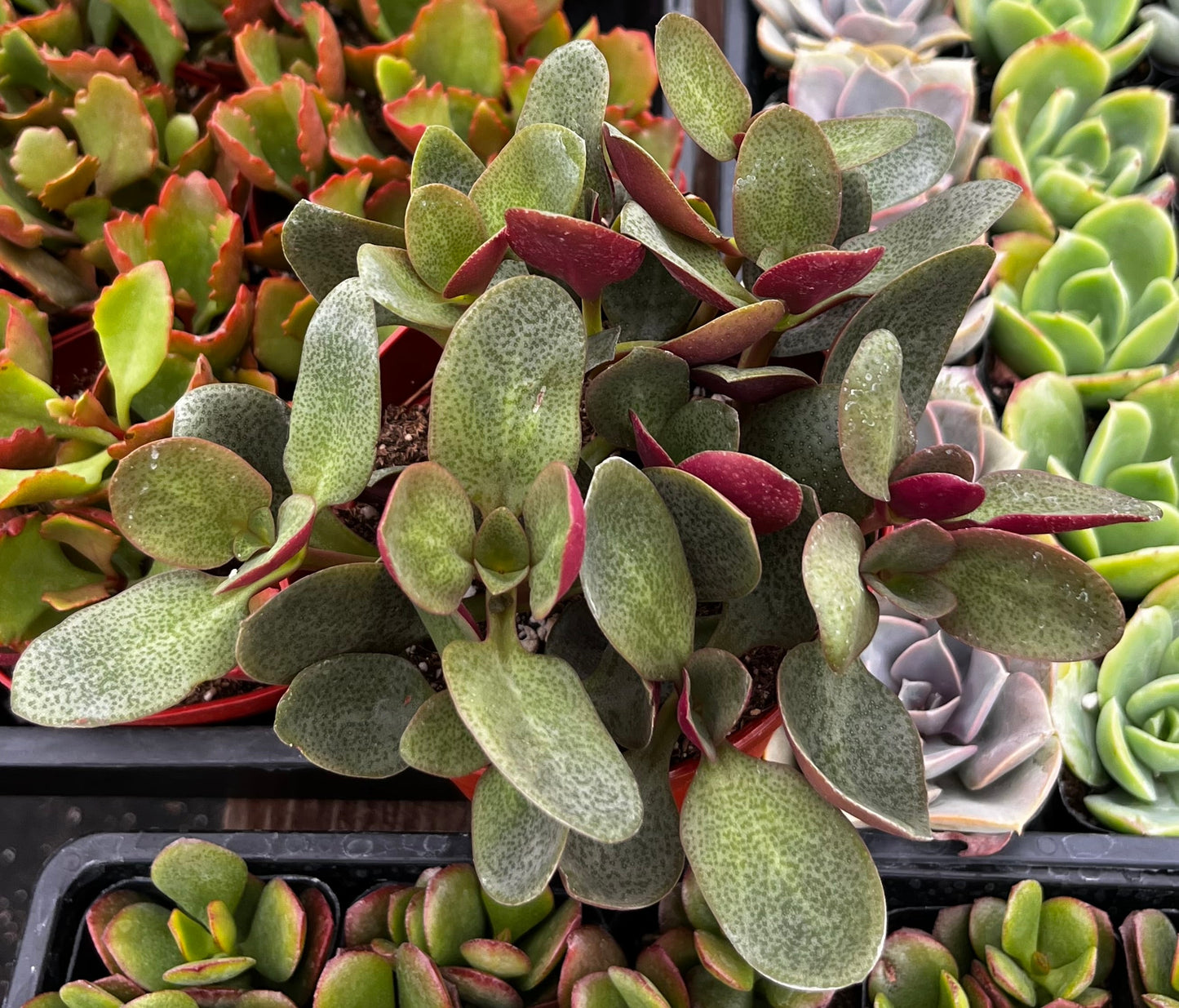 Crassula Pondo Cliff