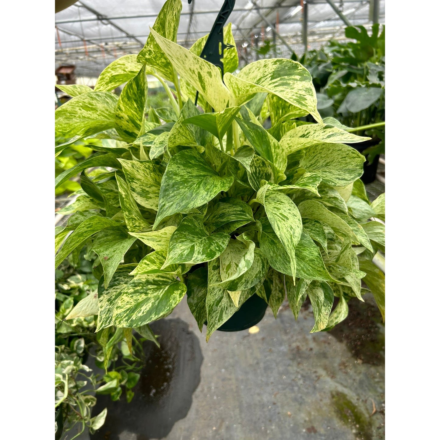 Pothos 'Marble Queen'
