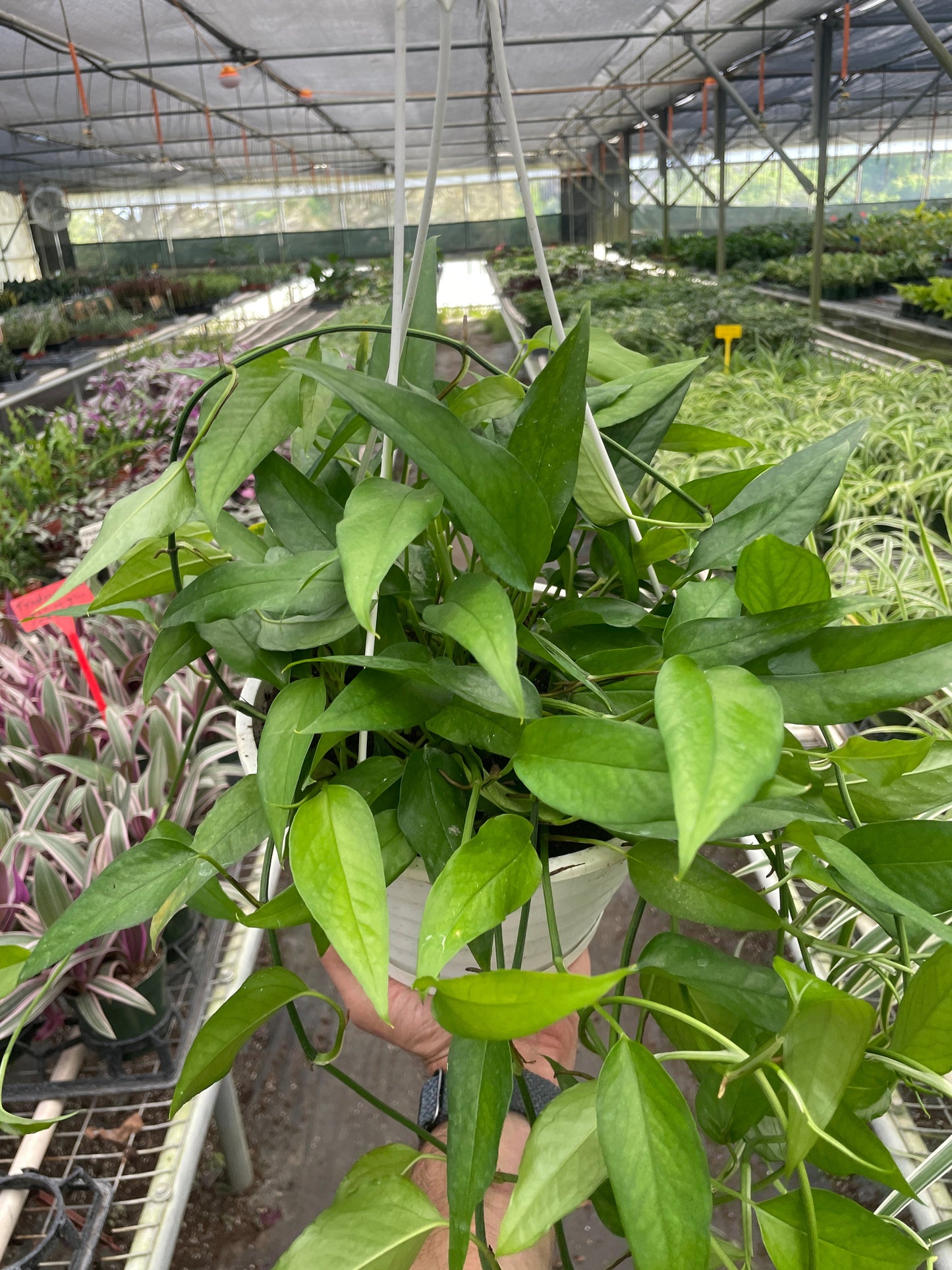 Pothos 'Skeleton Key'