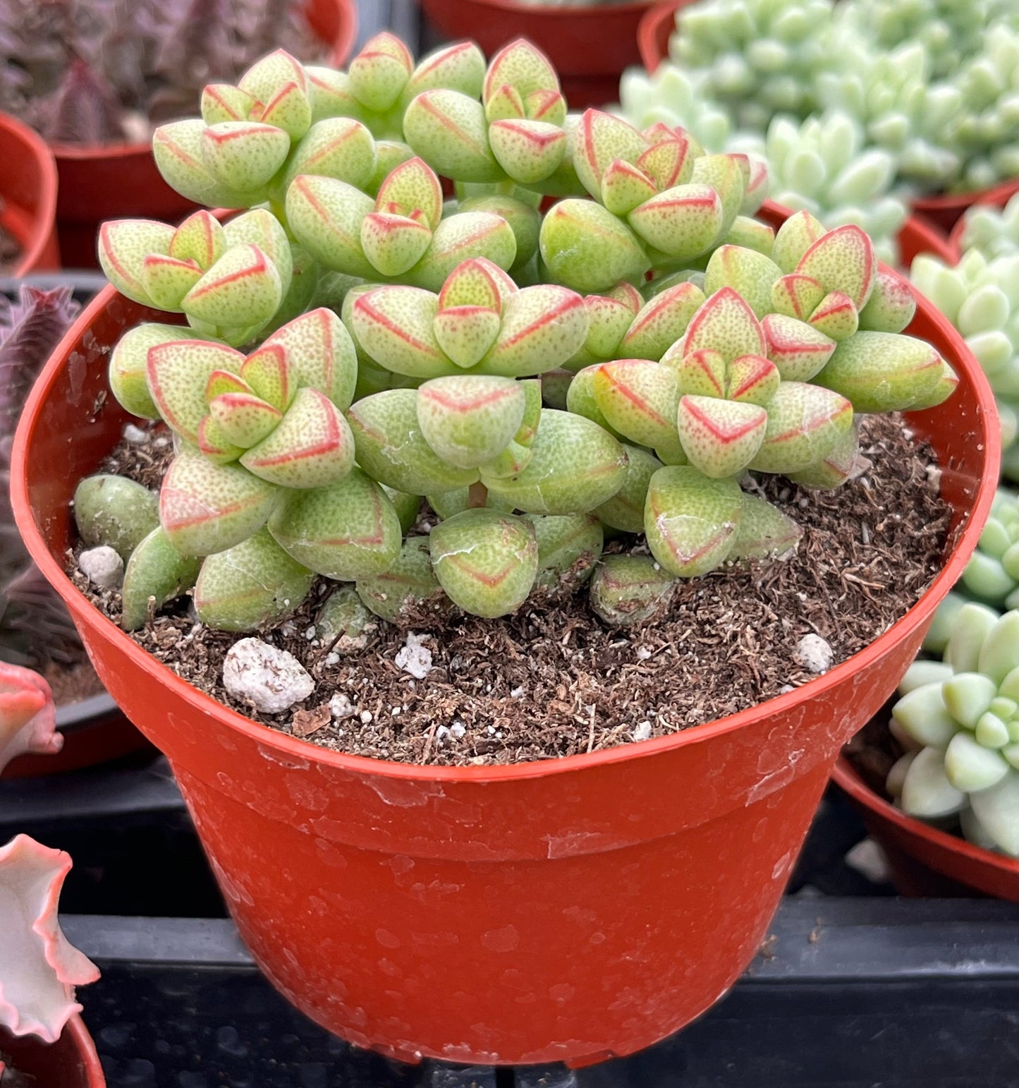 Crassula Brevifolia