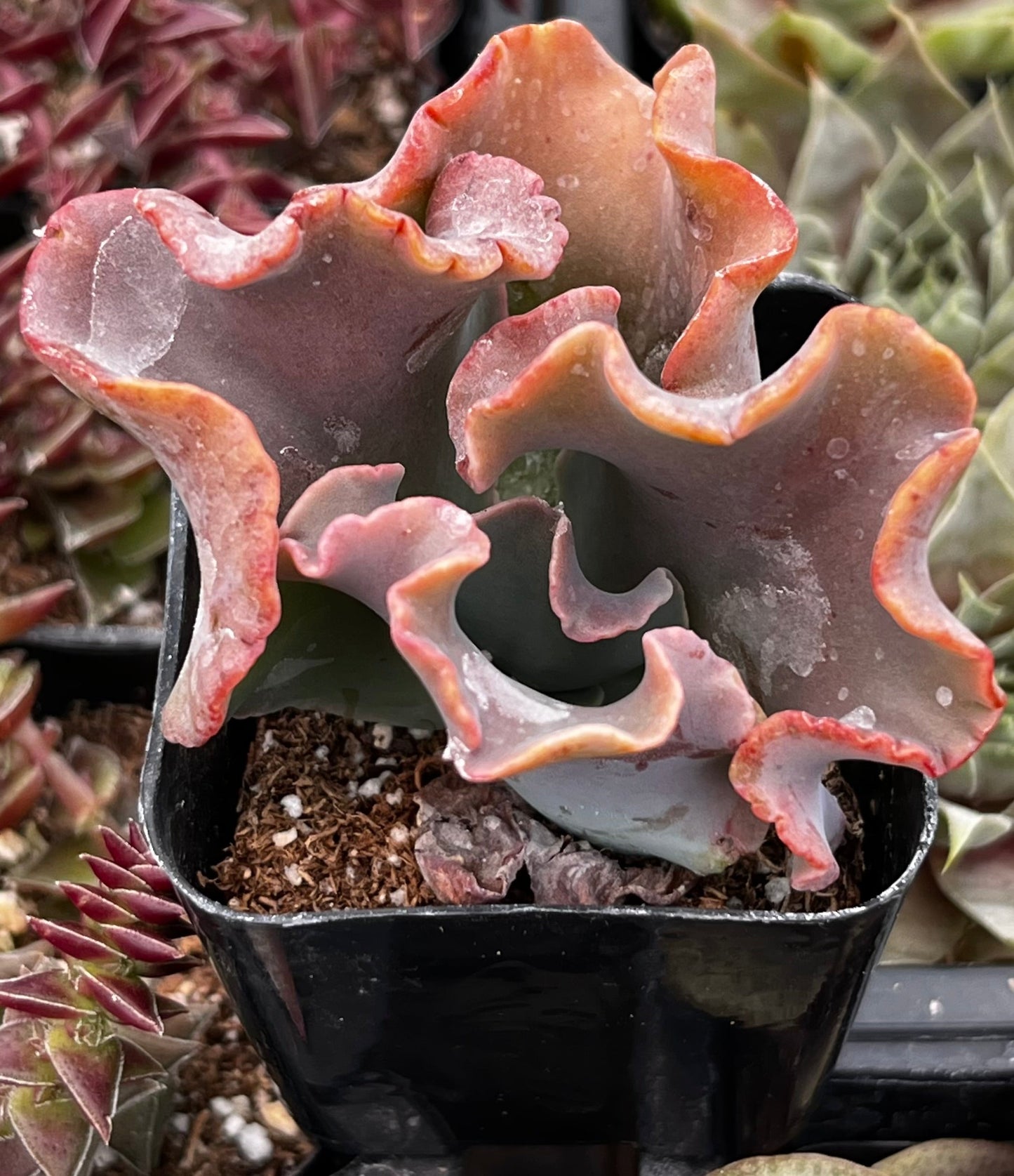 Echeveria Alta May