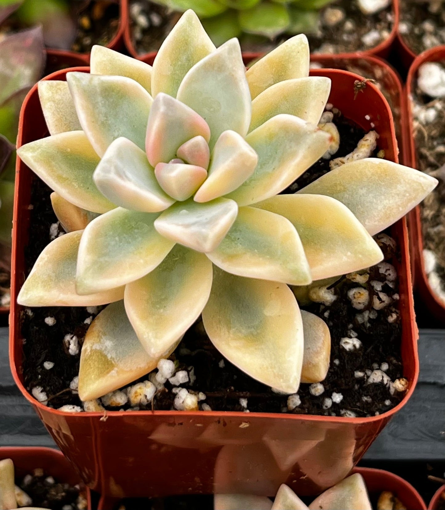 Variegated Ghost Plant