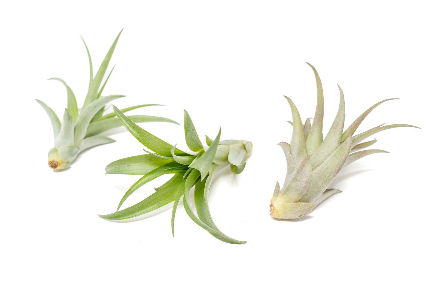 Tillandsia Abdita Brachycaulos Air Plants - Set of 10, 20 or 30 - 60% Off