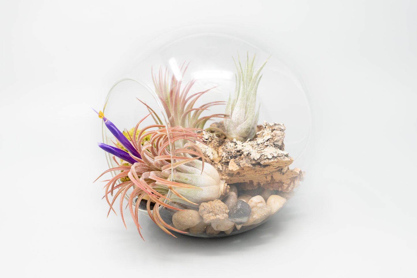 Large Hand-Blown Glass Terrarium with 2 Open Ends