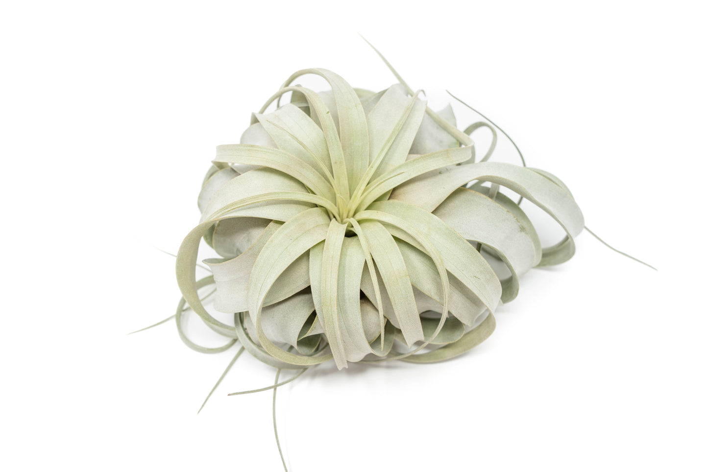 Large Tillandsia Xerographica + 1 Year Air Plant Fertilizer Pack