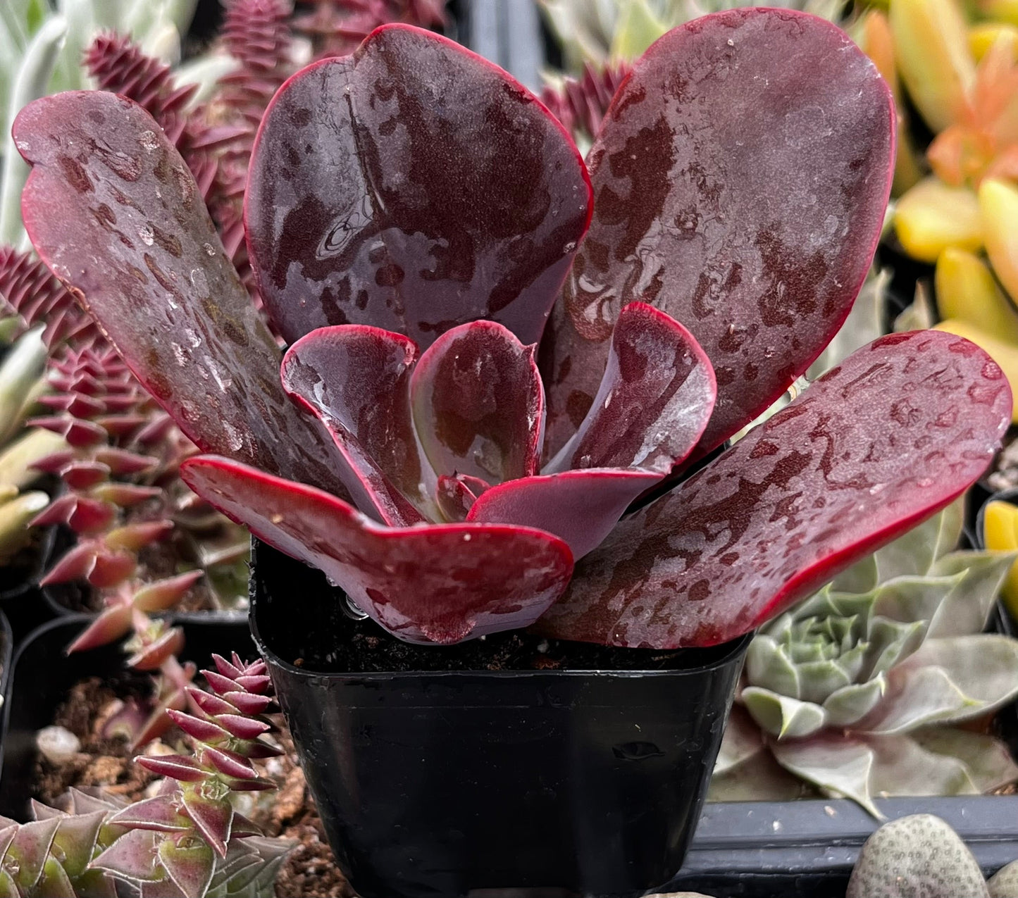 Echeveria Mahogany Rose