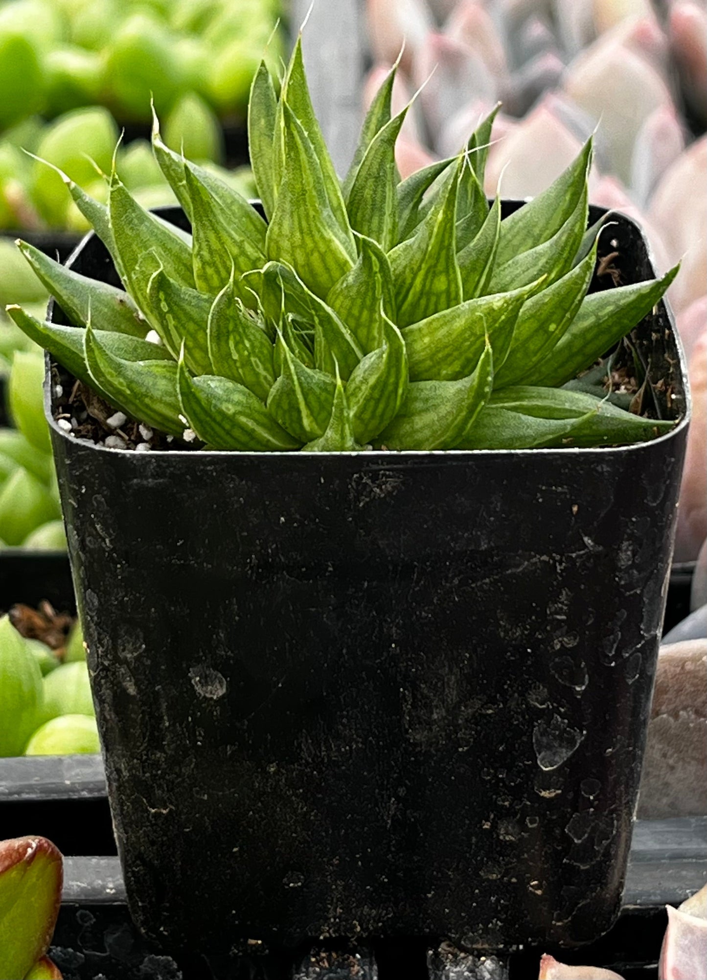 Haworthia Marumiana