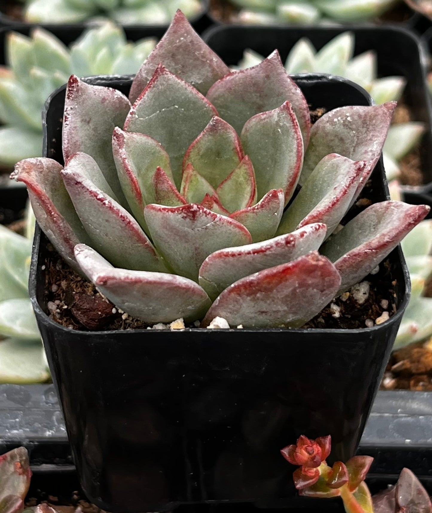 Echeveria Moranii