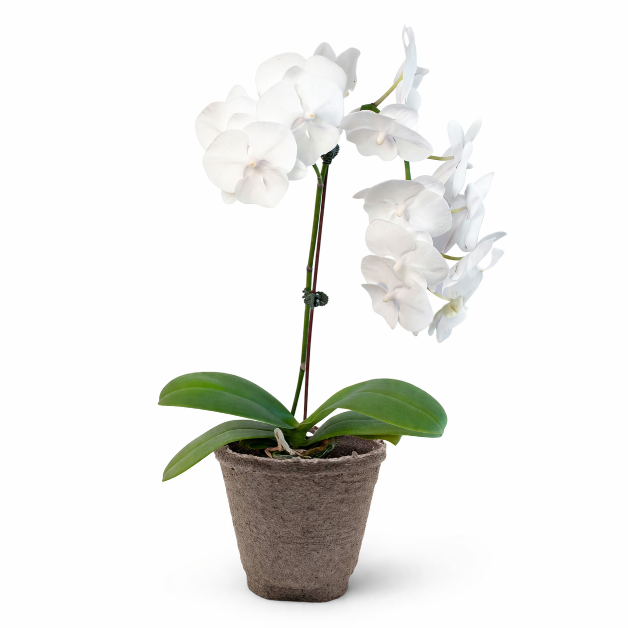 Orchid 'White Phalaenopsis'