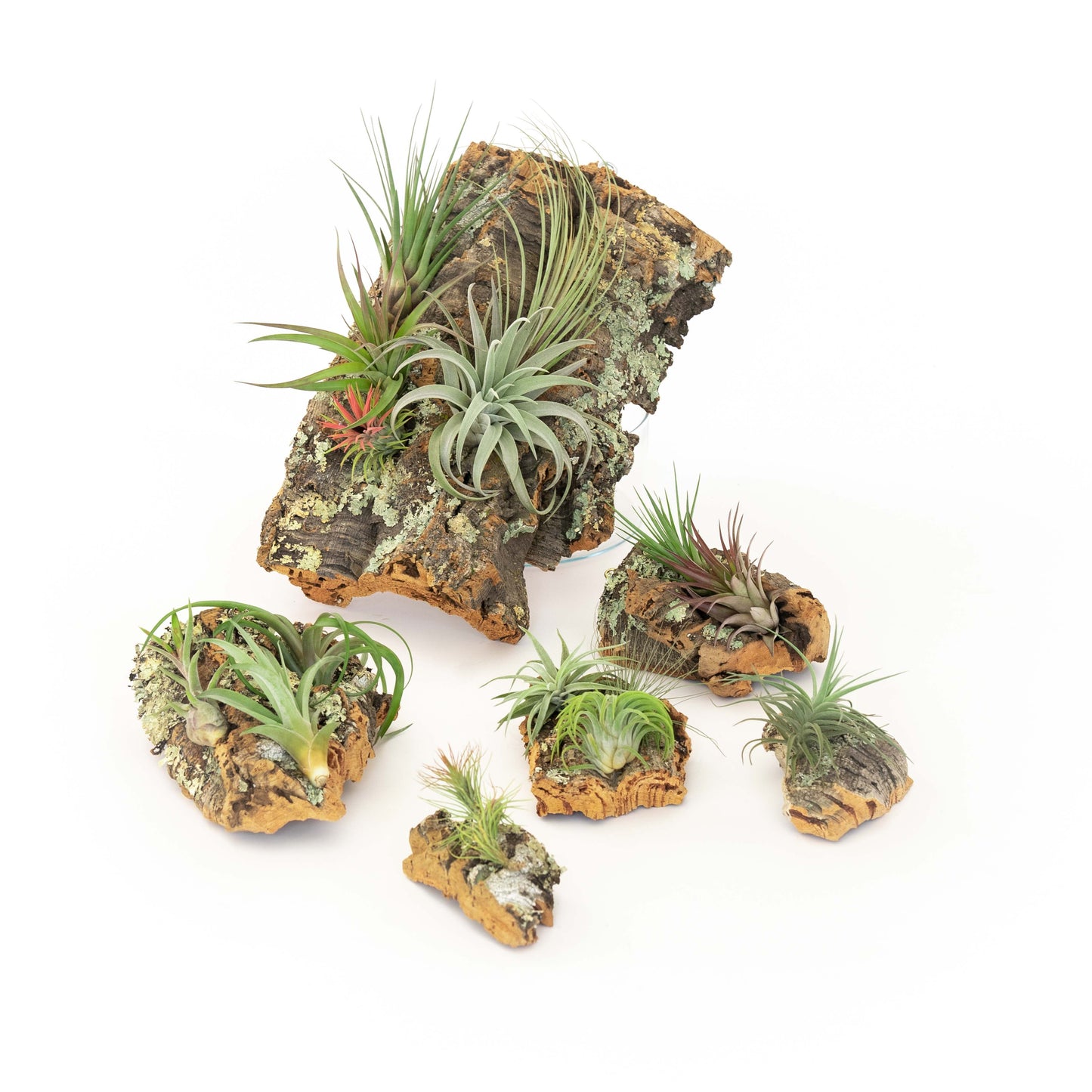 Medium Cork Bark Display with 4 Tillandsia Air Plants & Waterproof Glue - Approximately 7 X 9 Inches