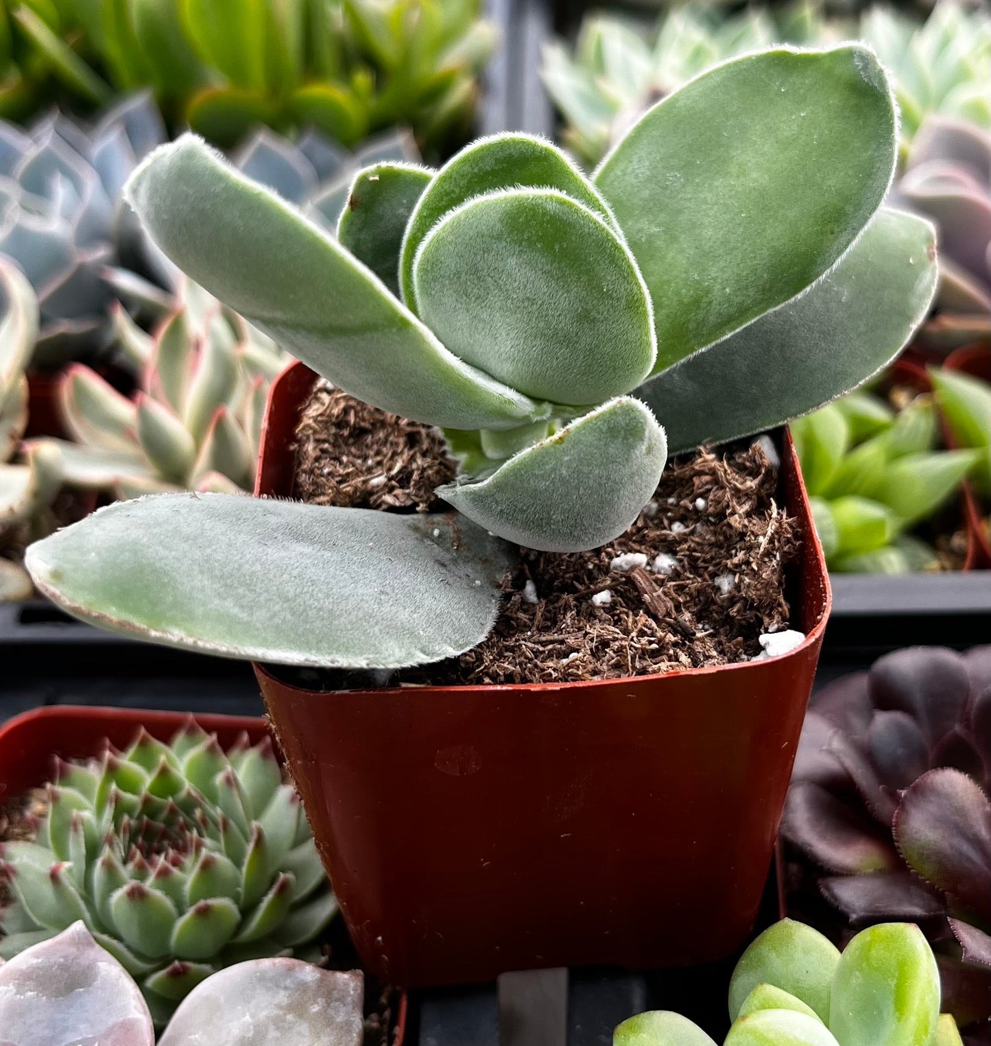 Crassula Cotyledonis