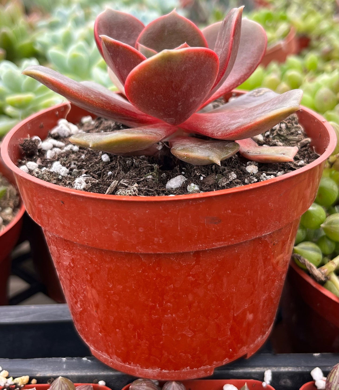 Echeveria Red Ball