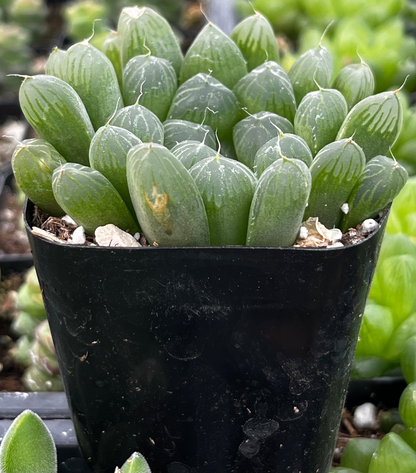 Haworthia Cooperi Var Truncata