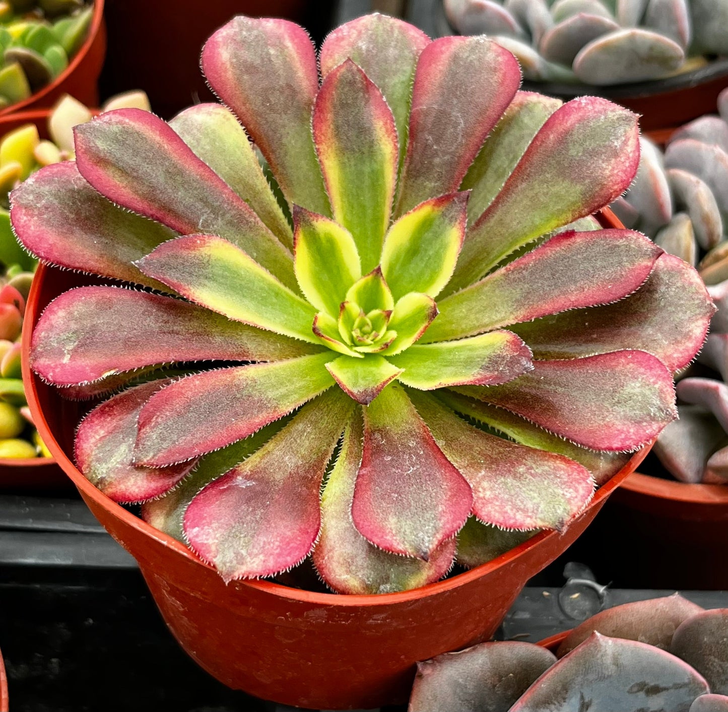 Aeonium Mardi Gras