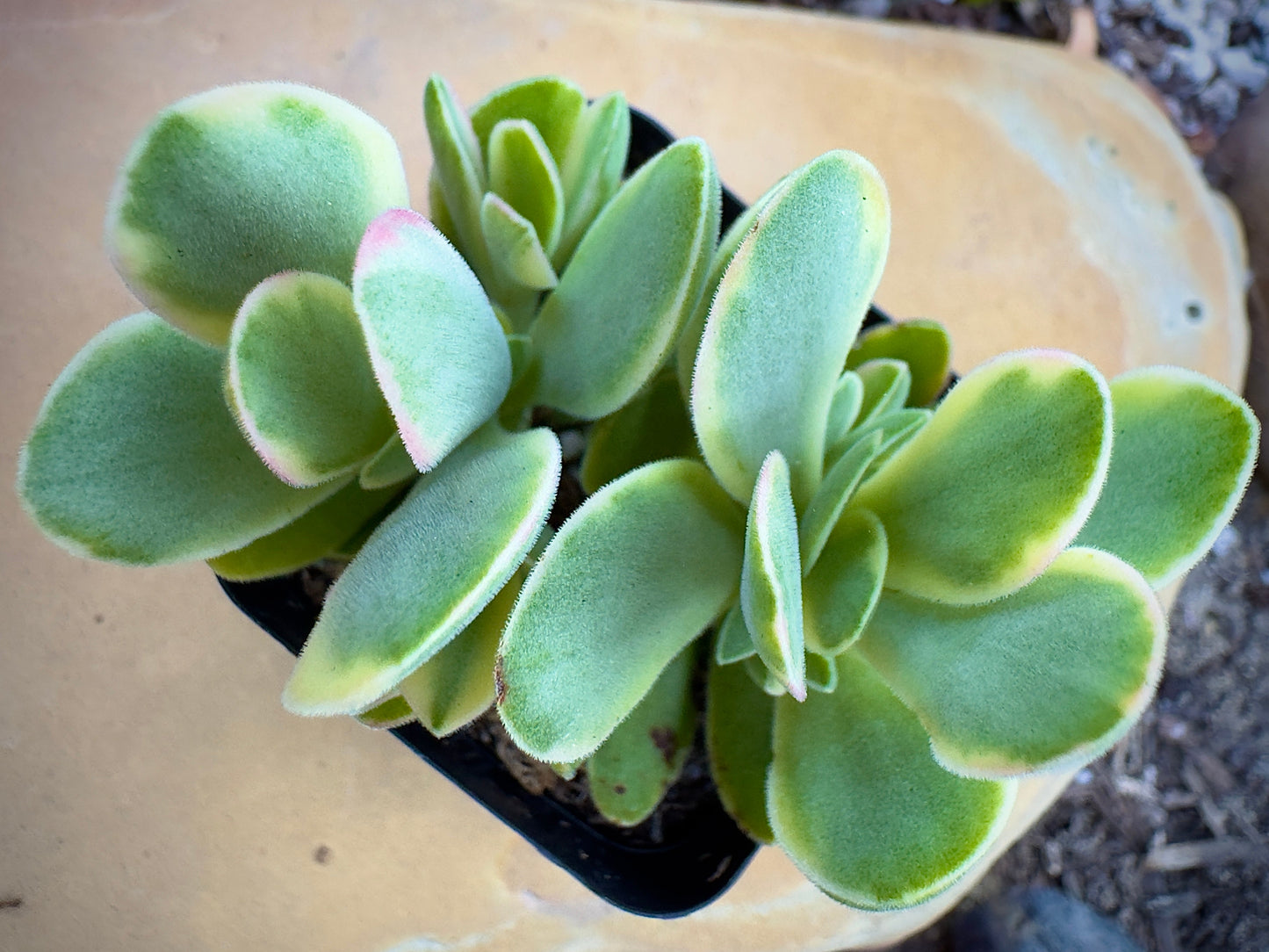 Variegated Crassula Ovata