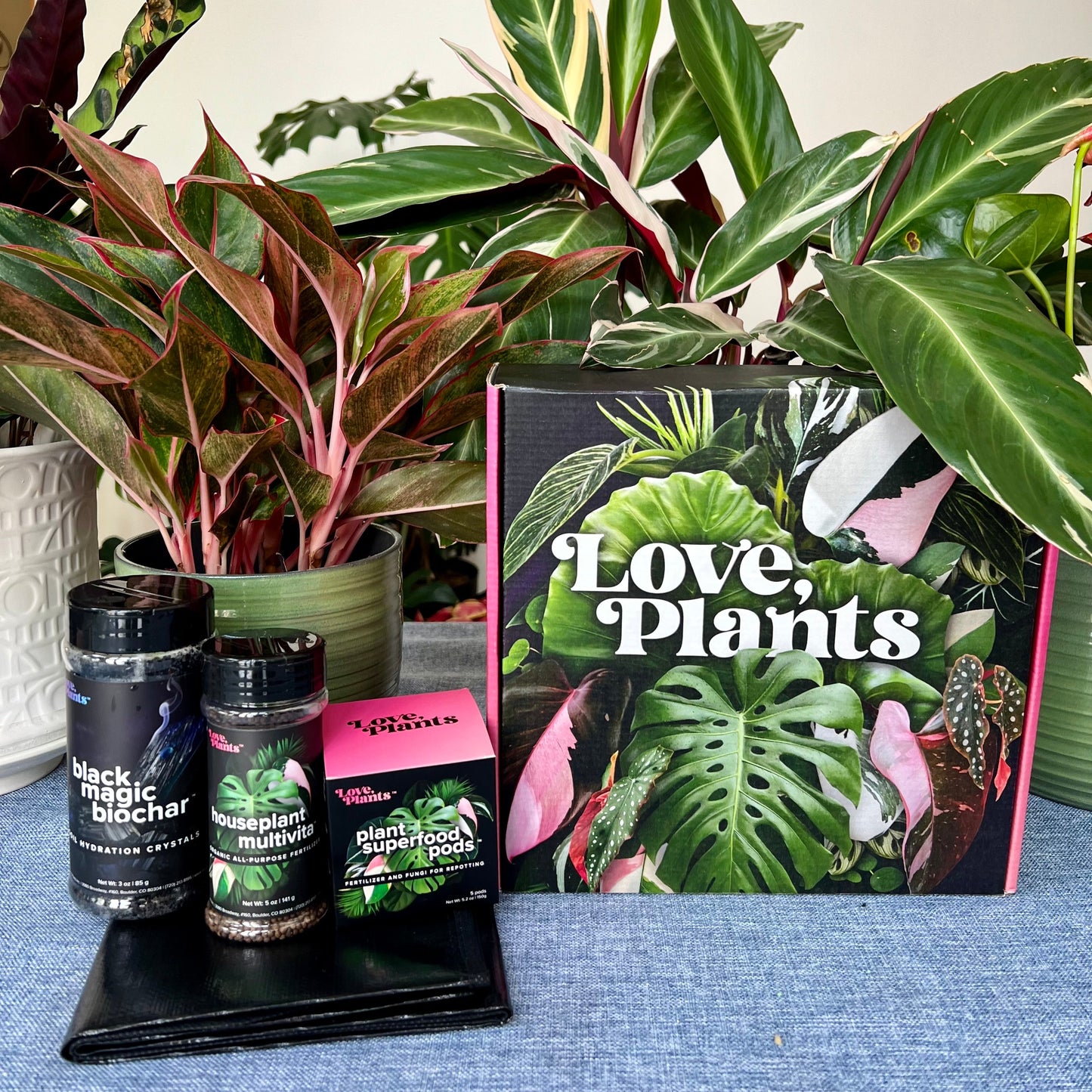 Houseplant Repotting Kit