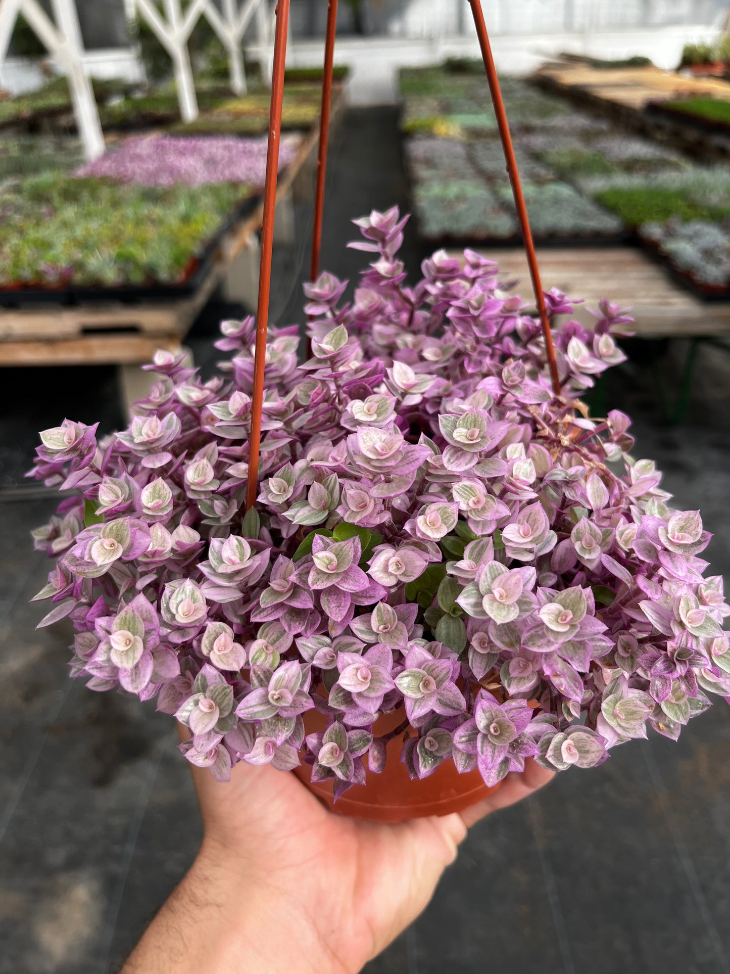 Callisia Repens Pink Lady Turle Vine