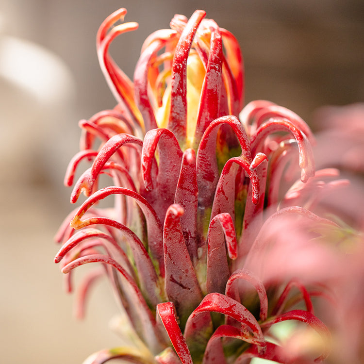 Red Flame Protea Artificial Flower Stem 31" Tall