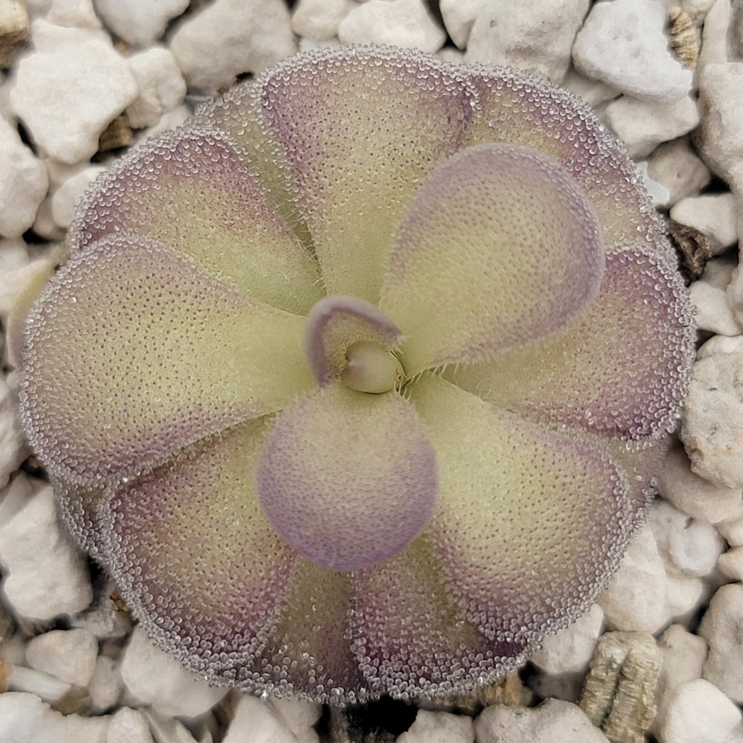 Pinguicula "Penny"