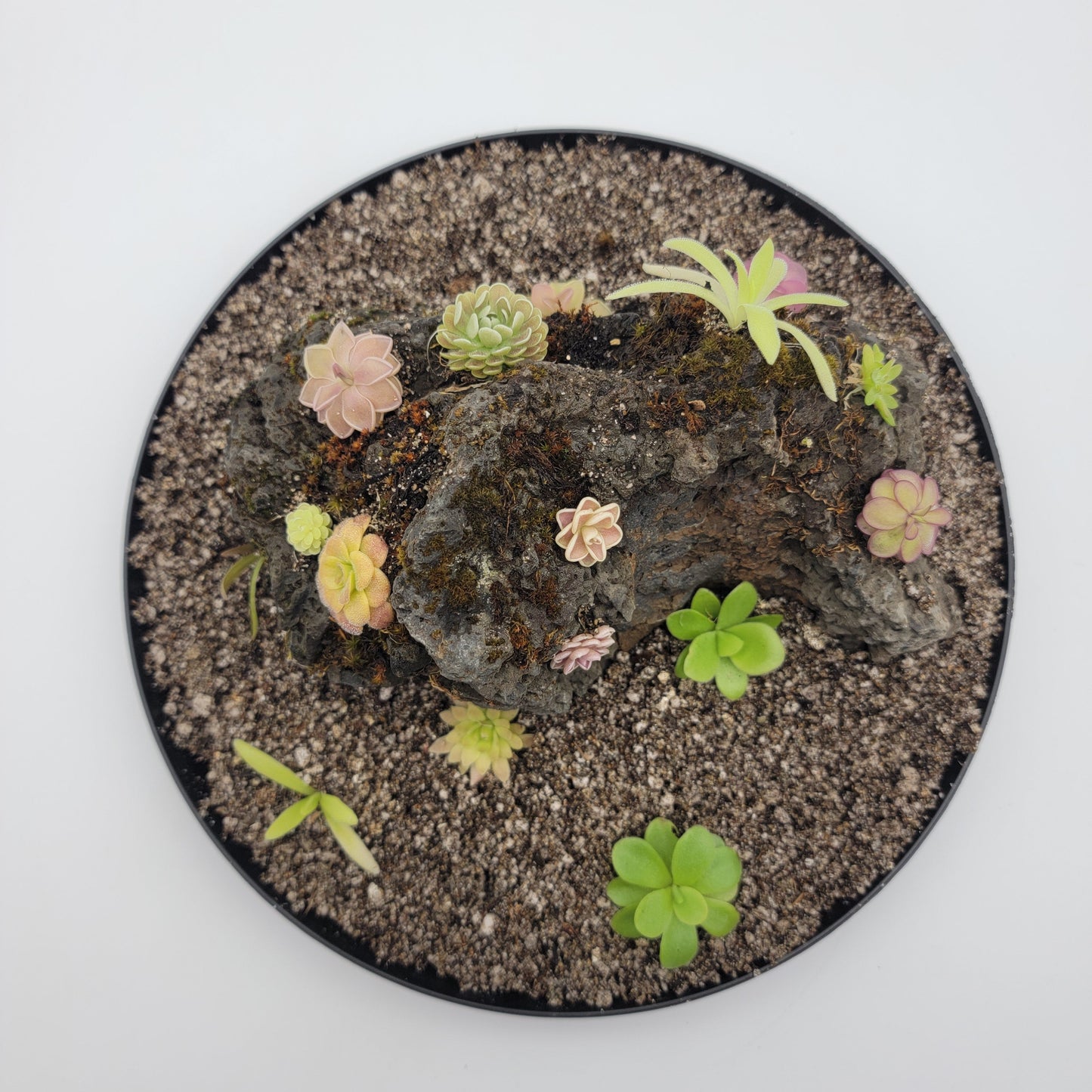 Mystery rock kit Pinguicula bundle