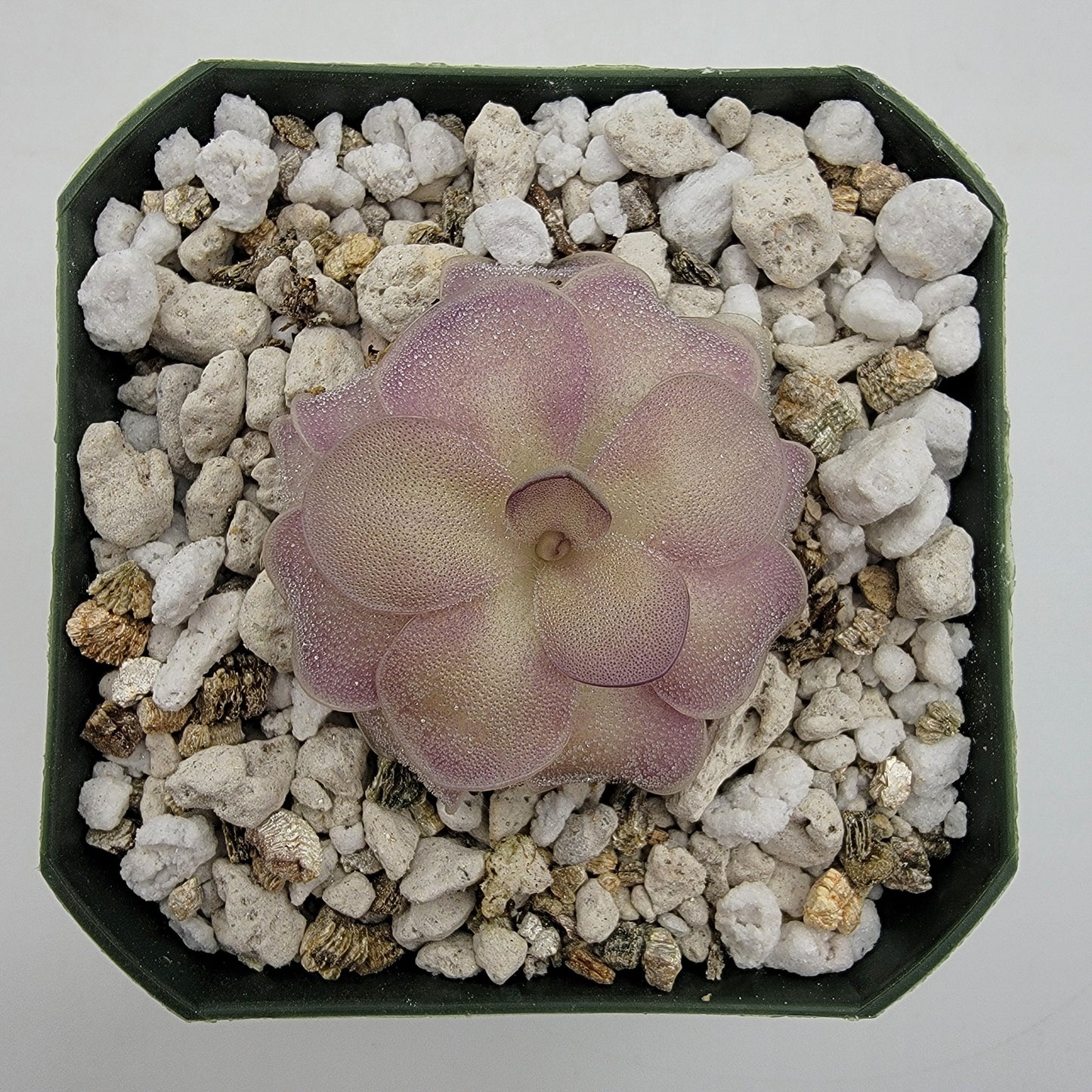 Pinguicula agnata x cyclosecta