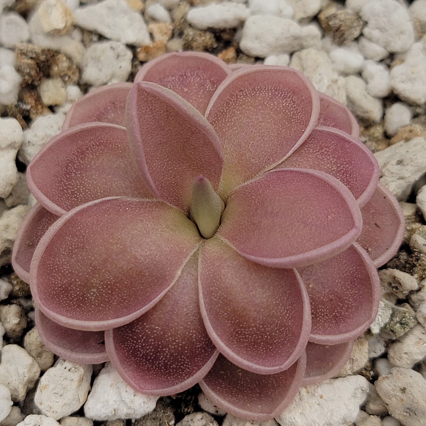 Pinguicula ehlersiae x mesophytica (clone #001)