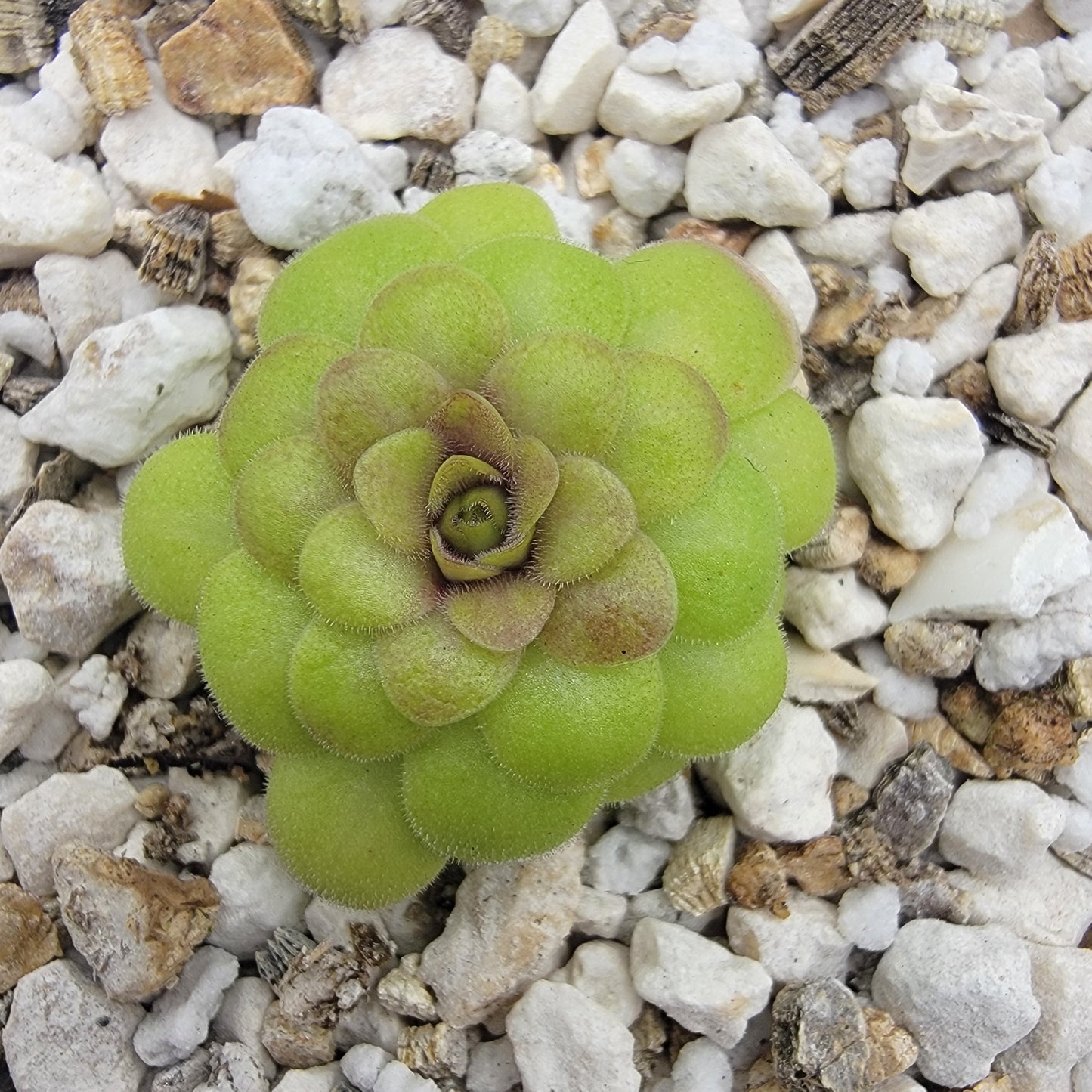 Pinguicula laueana "Crimson Flower"