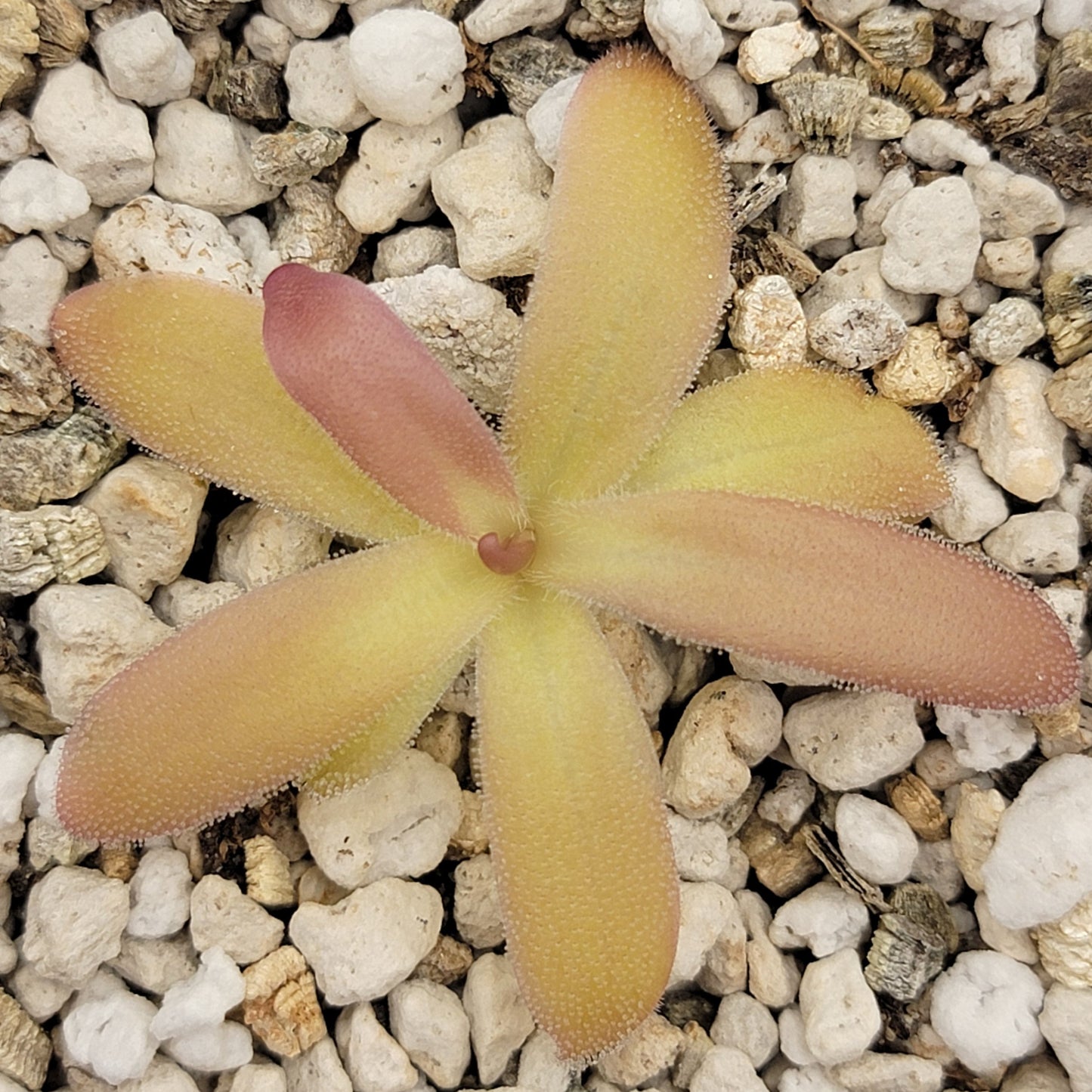 Pinguicula laueana x gypsicola