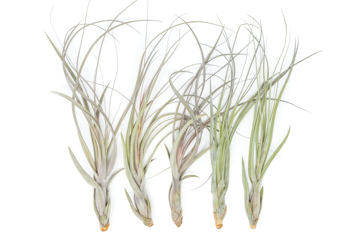 Large Tillandsia Balbisiana Air Plants / 9-12 Inch Plants