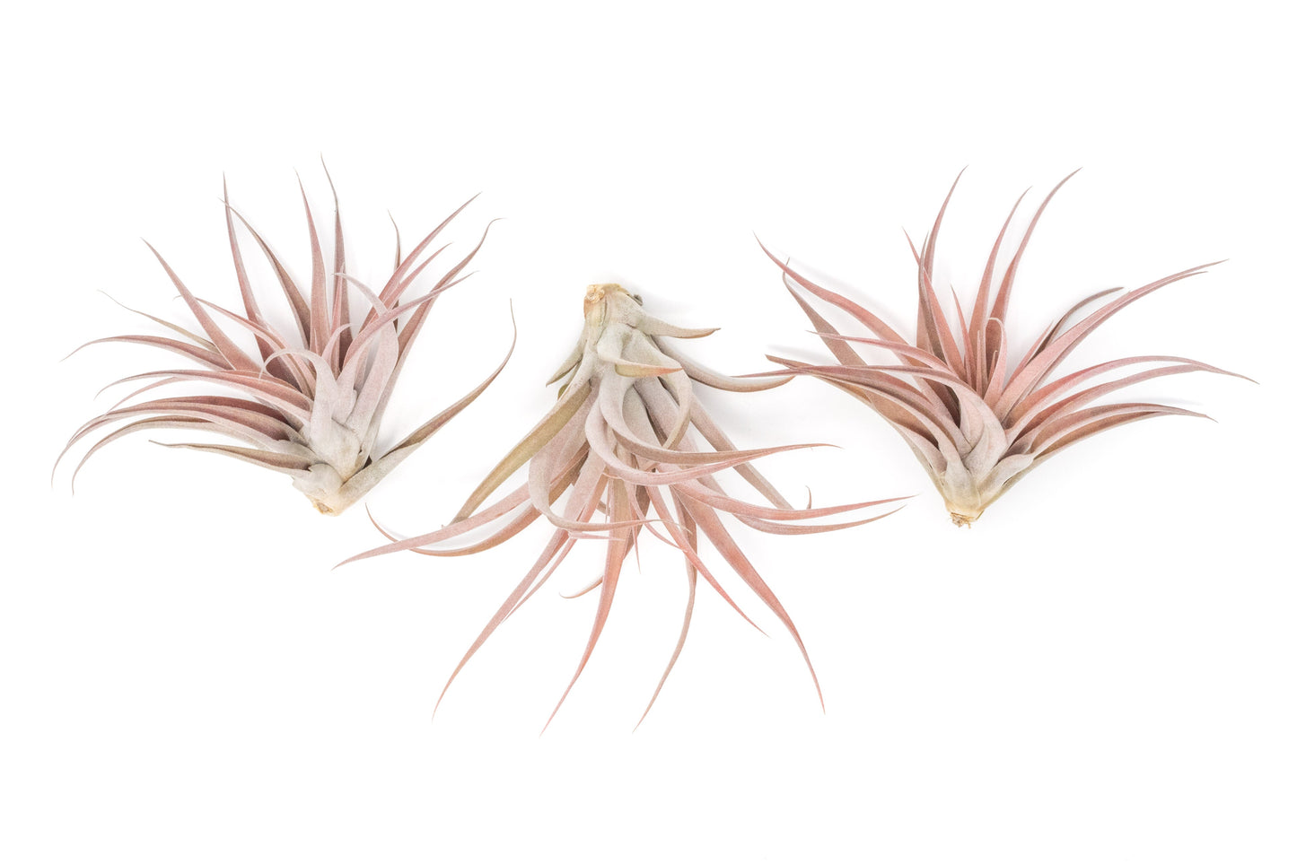 Large Tillandsia Capitata Peach - Set of 5, 10, or 20 Air Plants - 50% Off