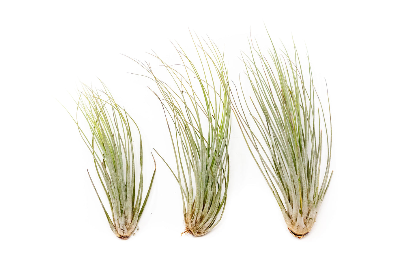 Large Tillandsia Juncea - Set of 10, 15 or 20 Air Plants - 50% Off