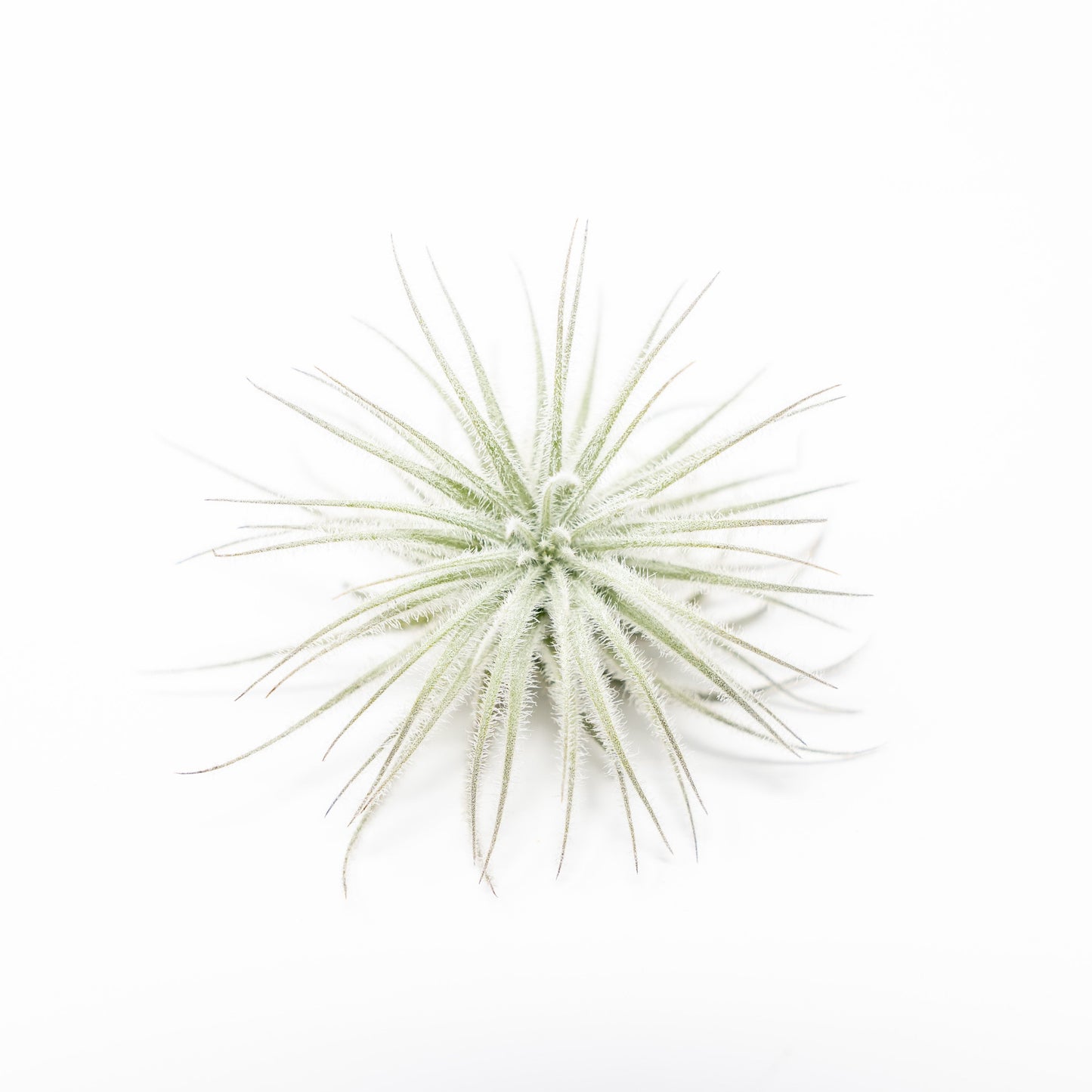 3 Tillandsia Tectorum Ecuador Air Plants for $12