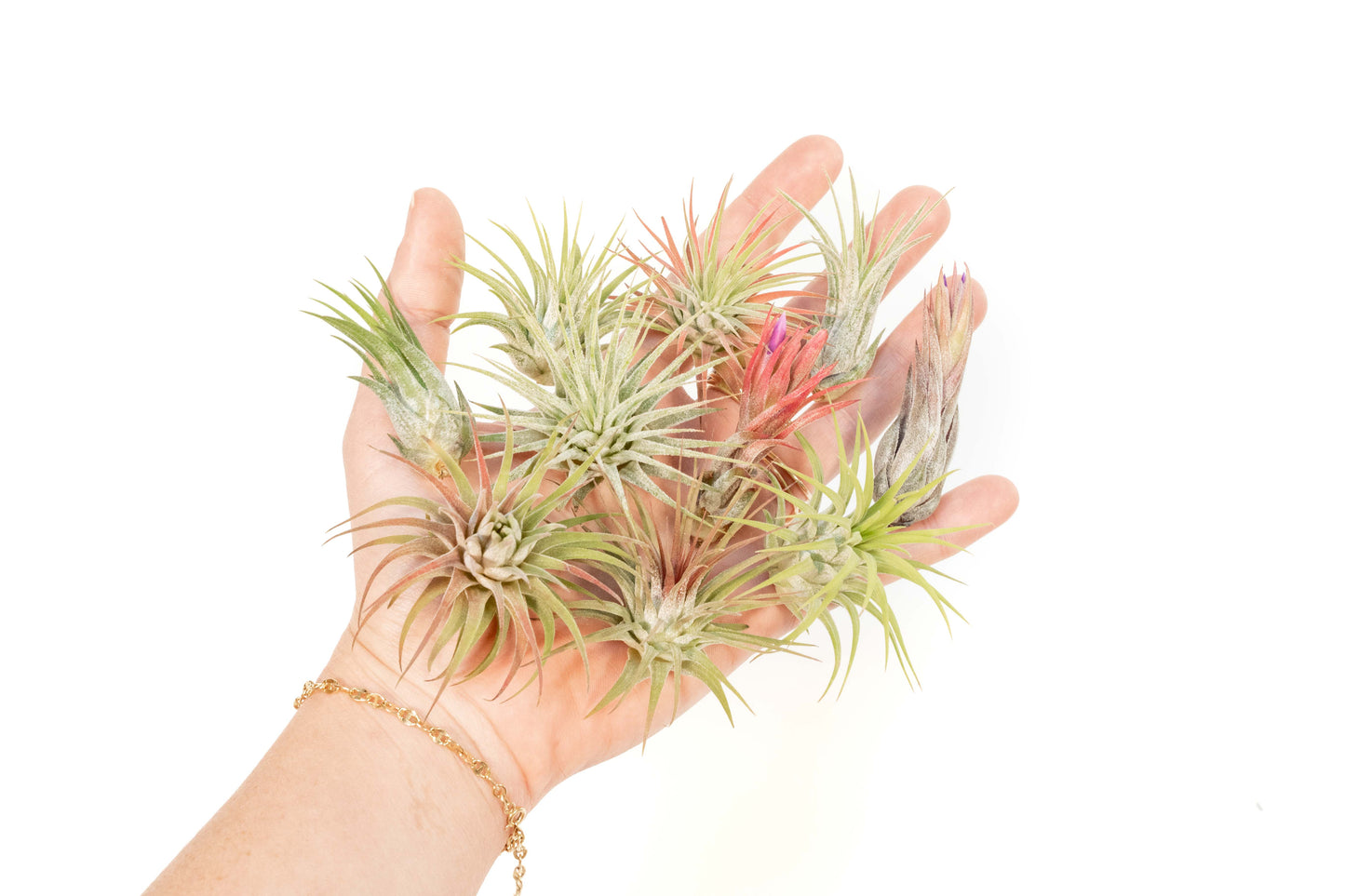 SALE - Mini Tillandsia Ionantha Air Plant Pups - Sets of 5, 10 or 15 - 40% Off