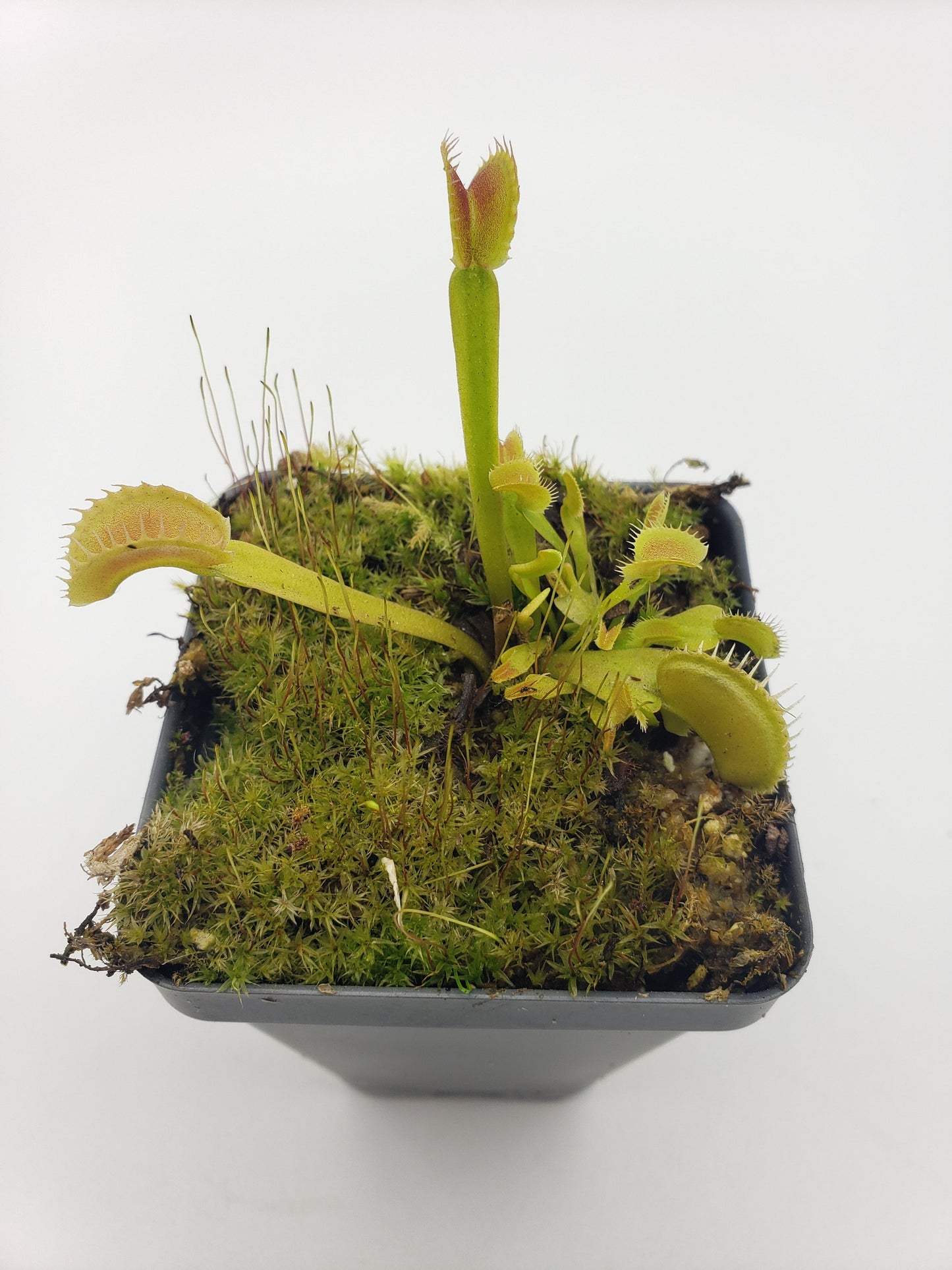 Venus flytrap (Dionaea muscipula) "Dente"