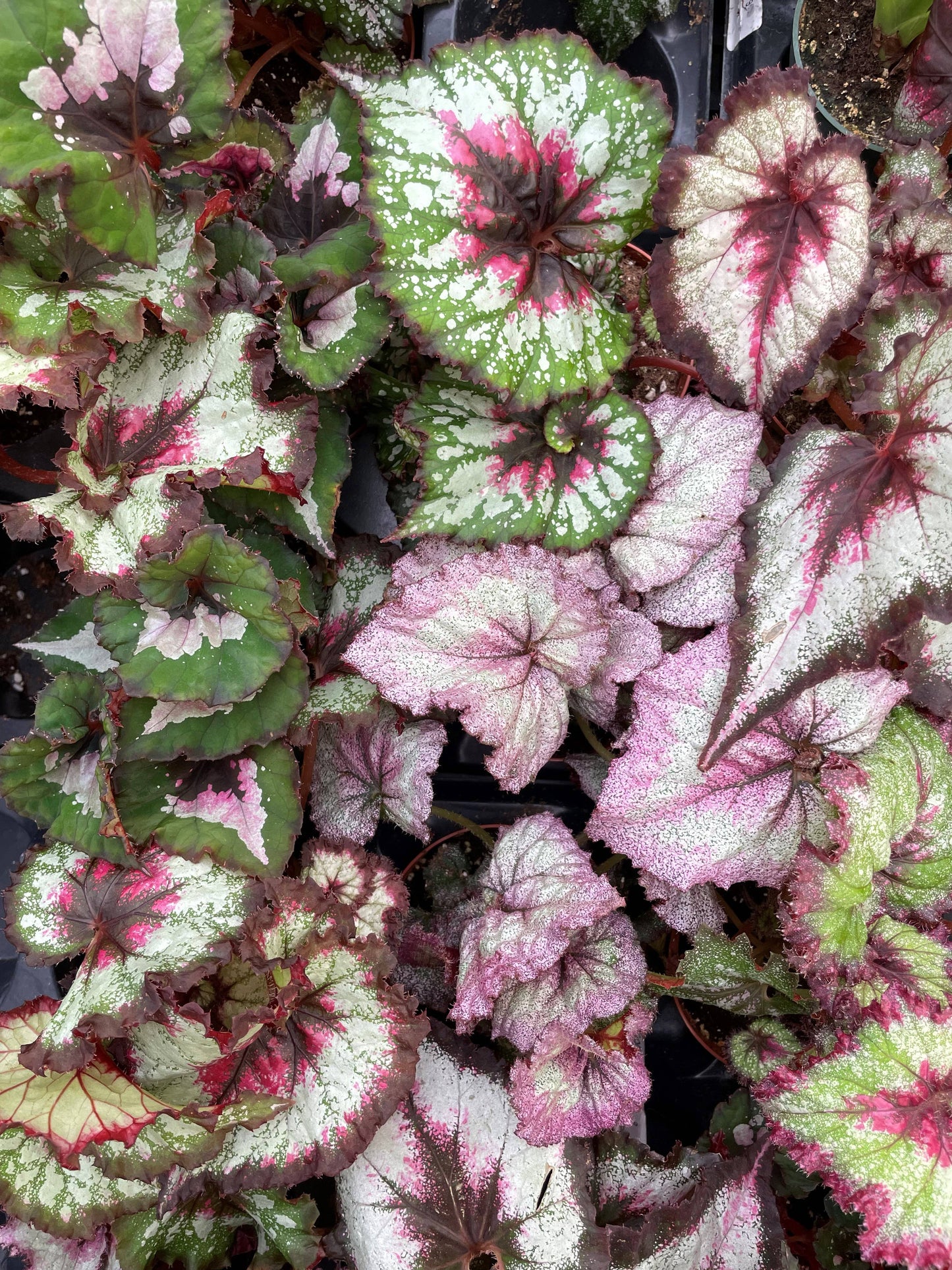 Rex Begonia - 4" Live Plant - Assorted Color