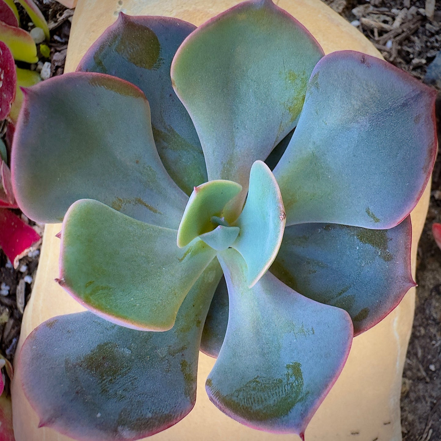 Echeveria Dusty Rose