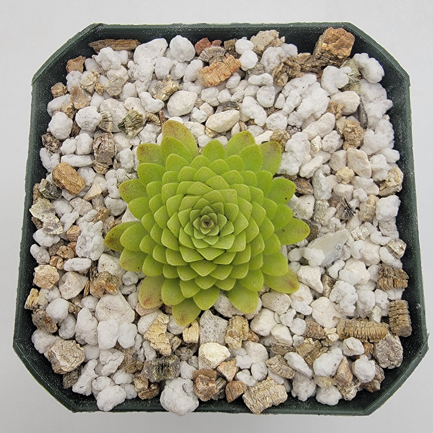 Pinguicula "Lautner 92/52" x "Big Purple Thing"