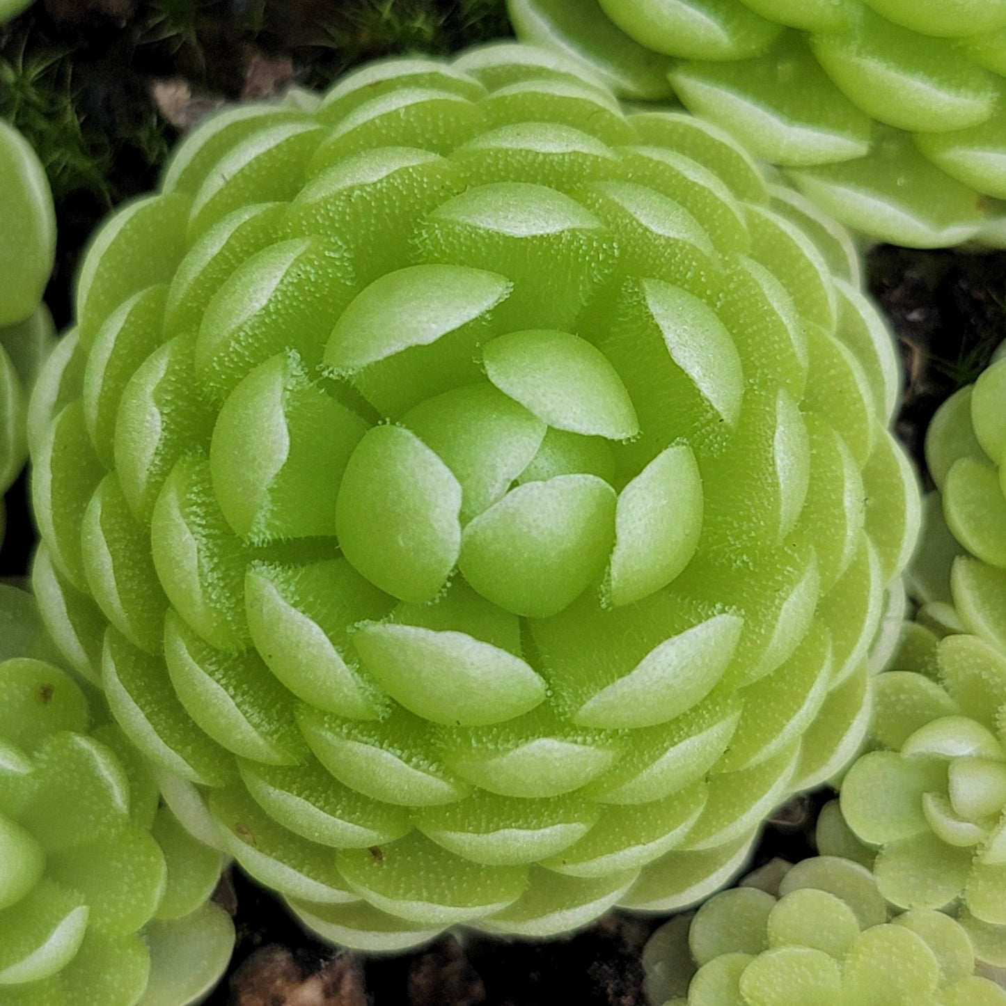 Pinguicula esseriana {Agua de León}