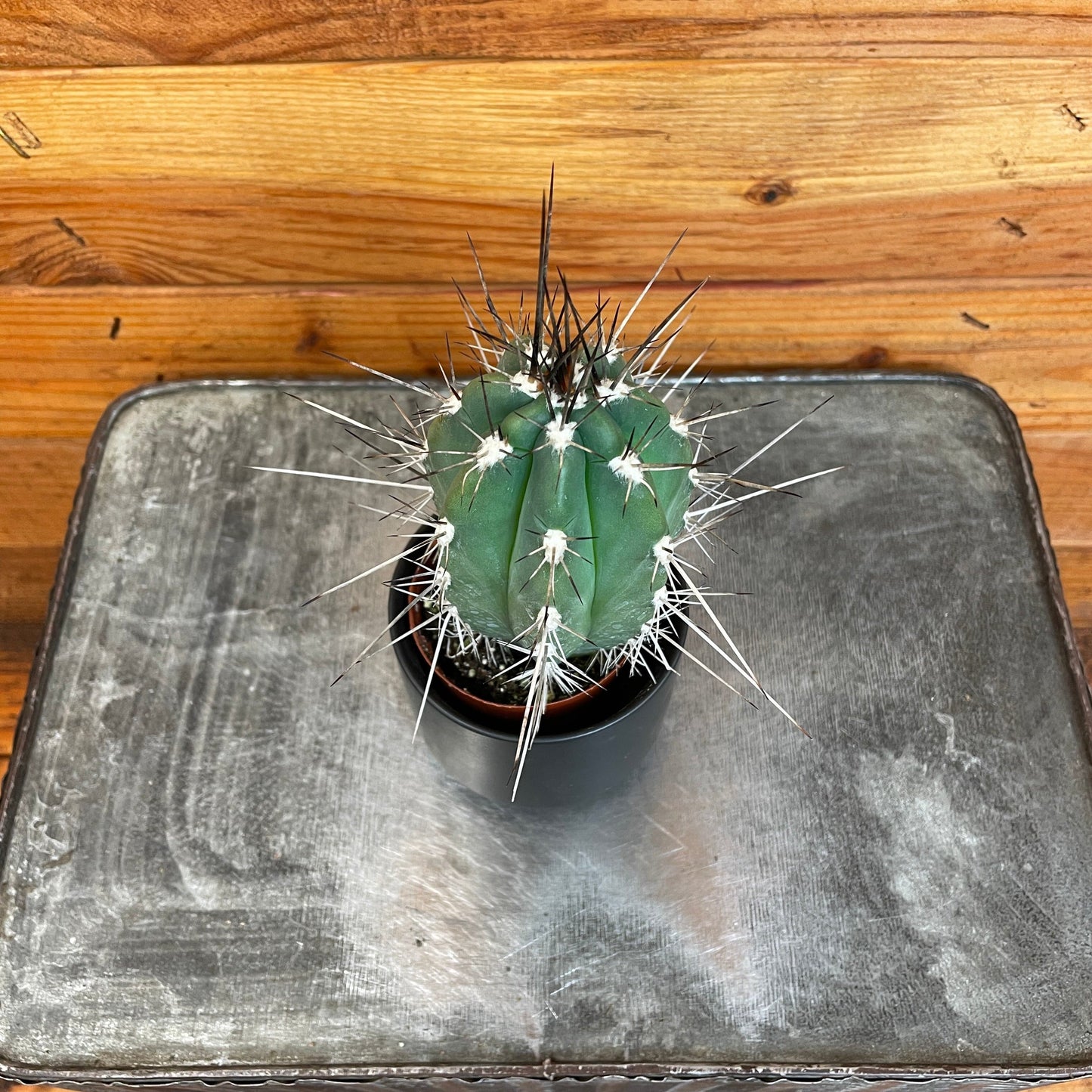 Pachycereus Pringlei, 2" Plant