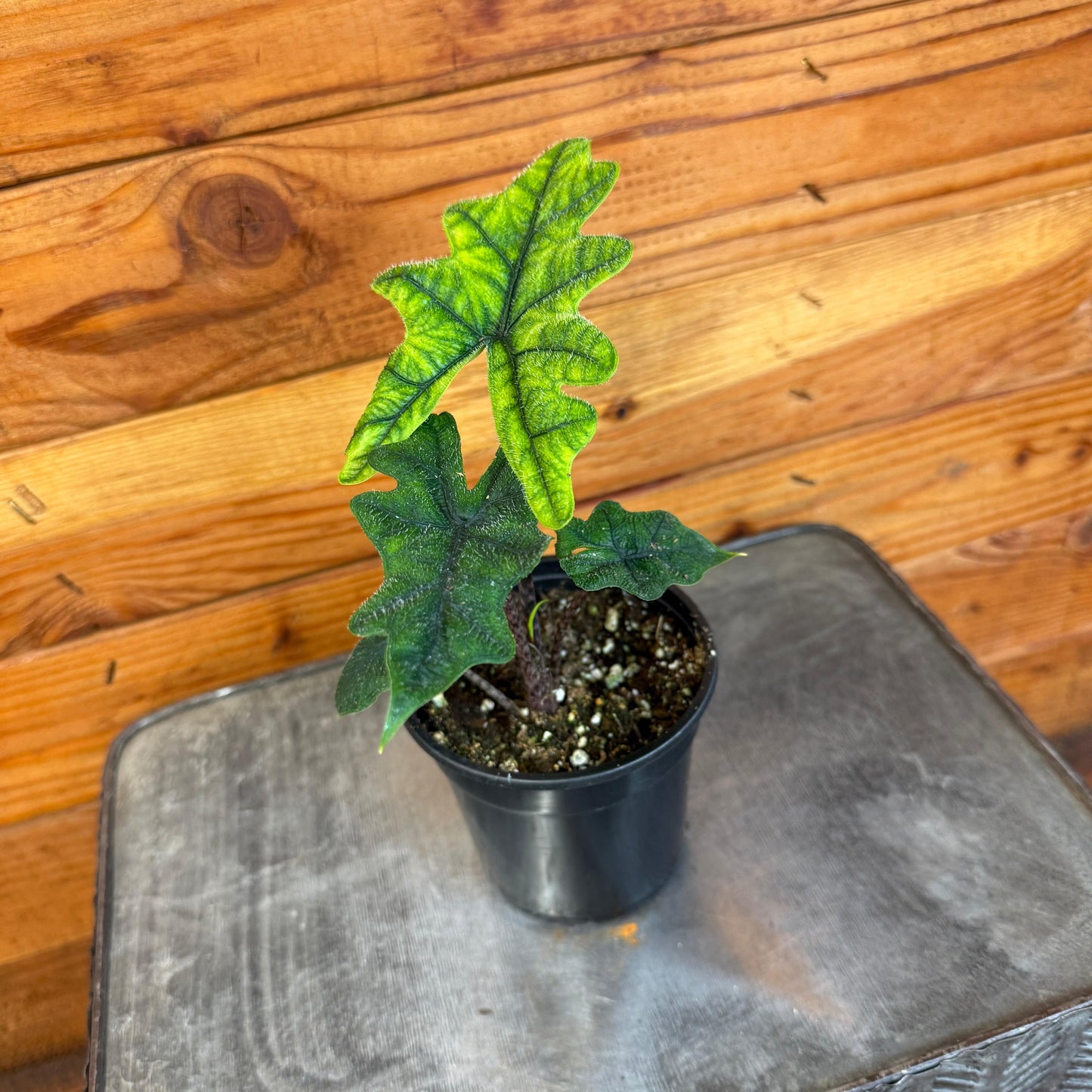 Alocasia Jacklyn, 4" Plant