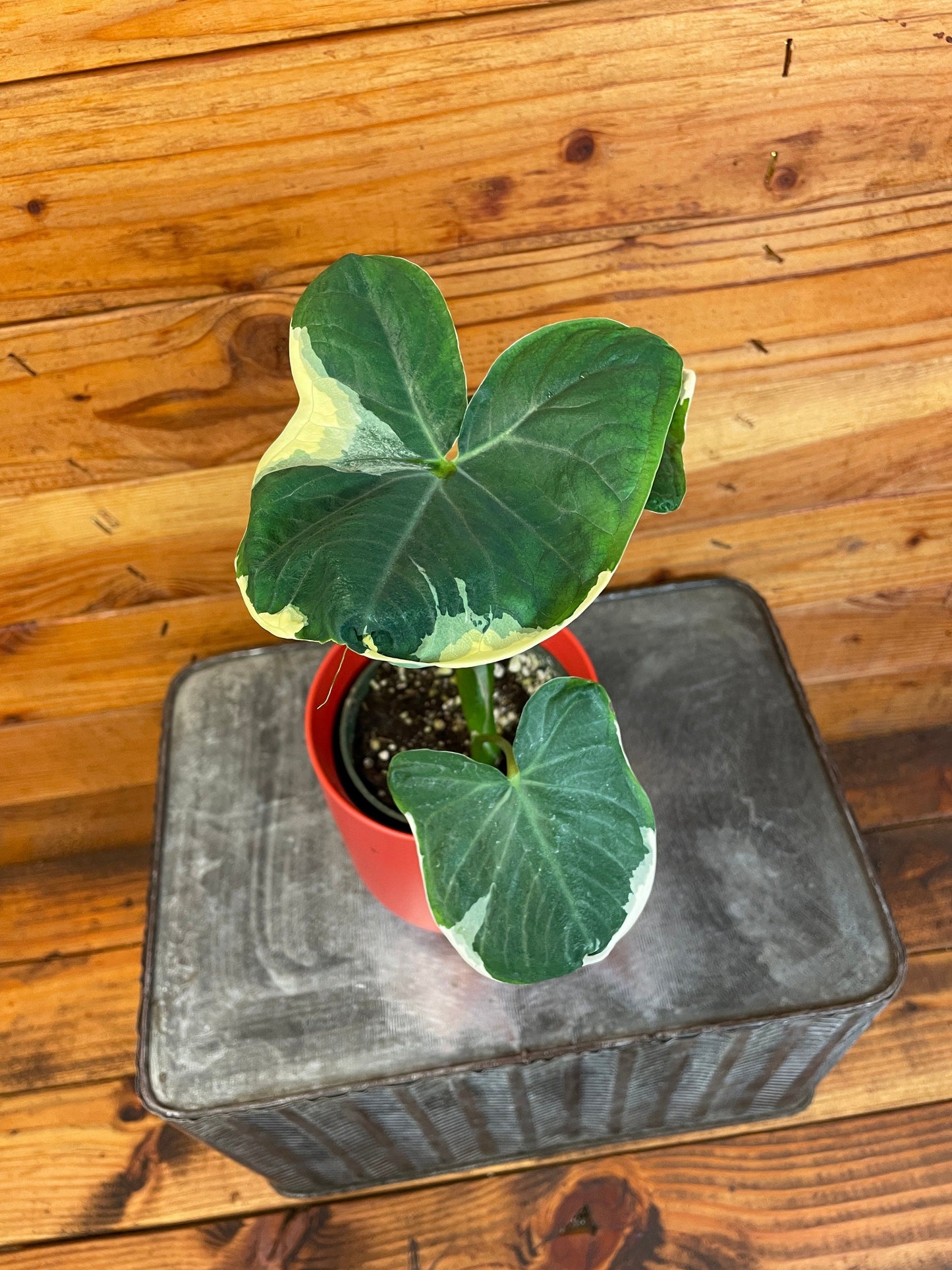 Alocasia Mickey Mouse, 4" Plant