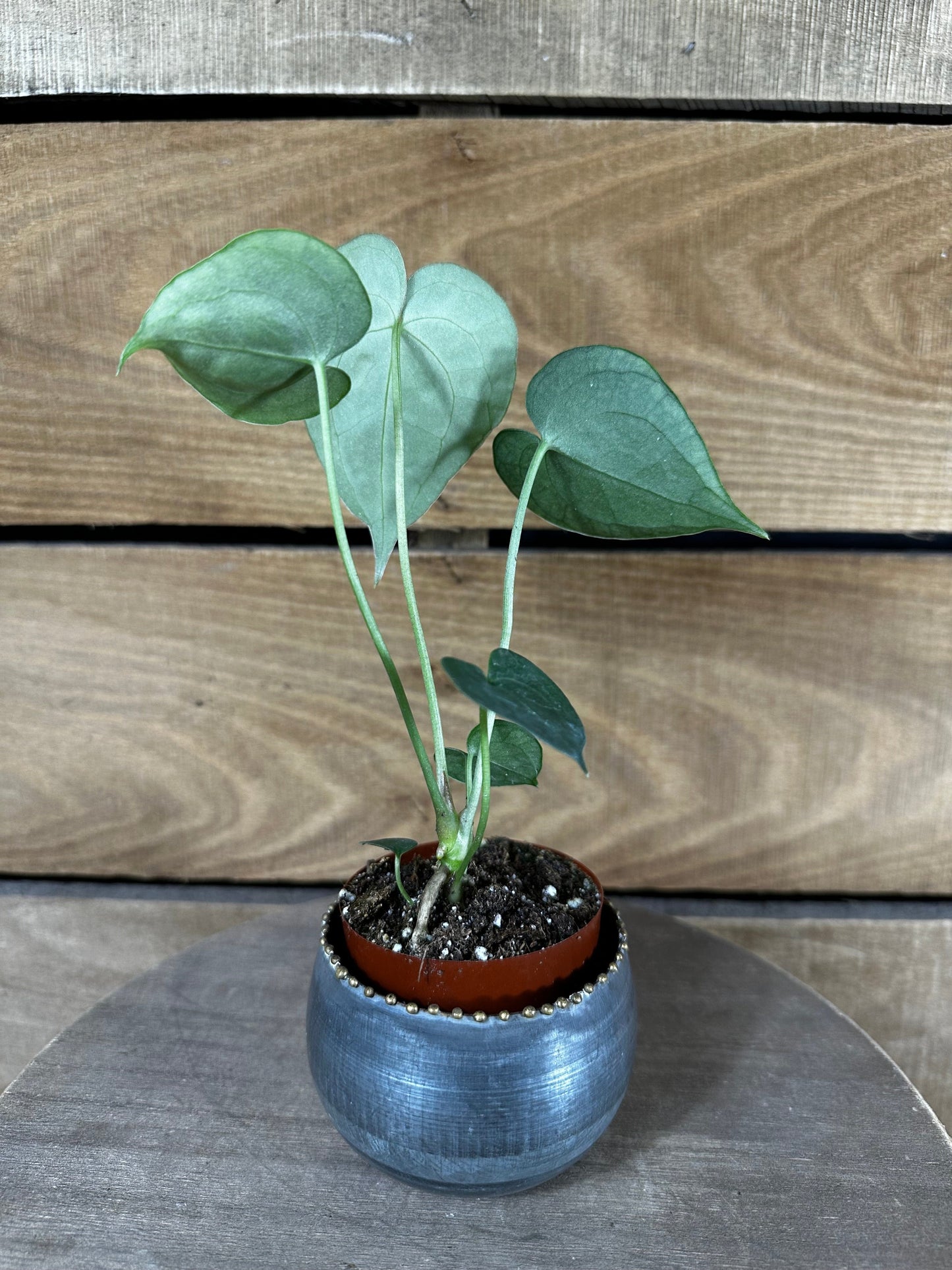 Anthurium Clarinervium - 2" Plant